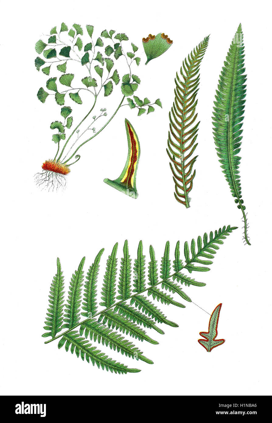 Südlichen tausend Farn, schwarze tausend Farn, Venushaarfarns Capillus-Veneris (oben links), hart-Farn, Blechnum spicant (oben rechts), Bremse oder gemeinsame Bracken, Adler Farn, Pteridium Aquilinum (Fussteil) Stockfoto