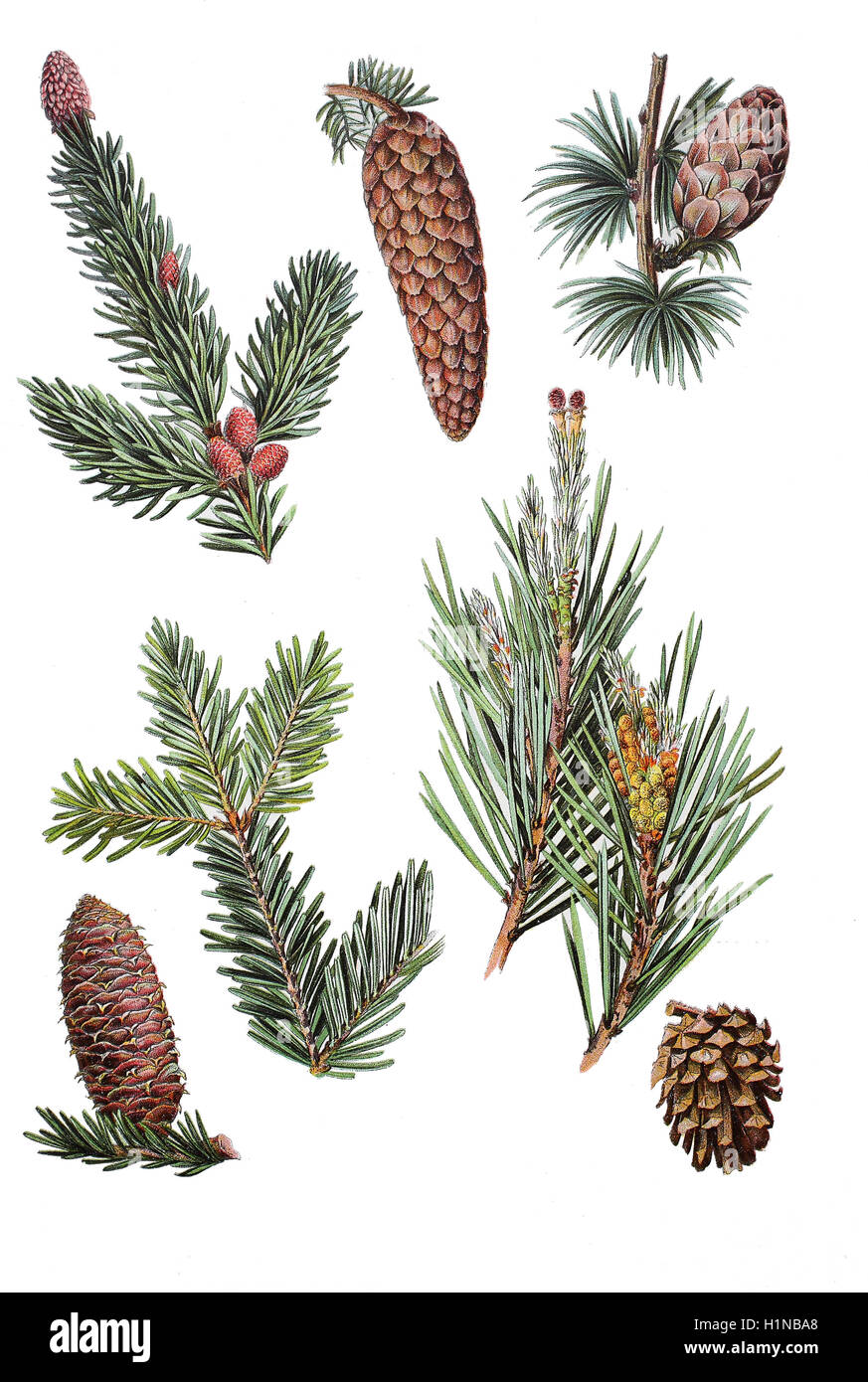 Fichte, Picea Abies (oben links), Europäische Lärche, Larix Decidua (oben rechts), Europäische Tanne, Abies Alba (Fussteil links), Kiefer, Pinus Sylvestris (Fussteil rechts) Stockfoto