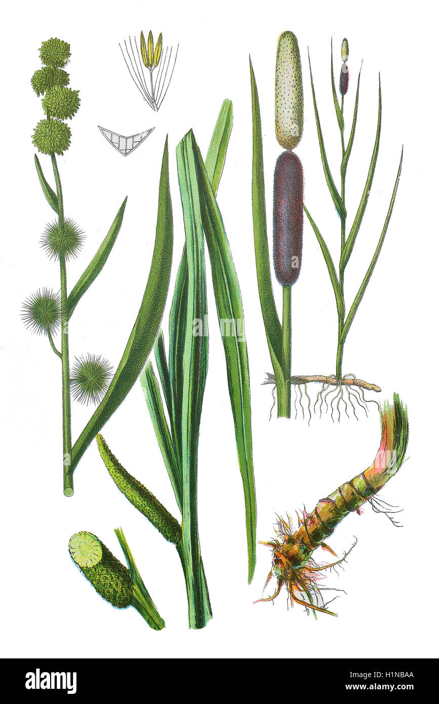 Europäischen Bur-reed, Sparganium Emersum (oben links), breitblättrigen Rohrkolben, Typha Latifolia (oben rechts), Kalmus oder Calamus, Acorus Calamus (Fussteil) Stockfoto