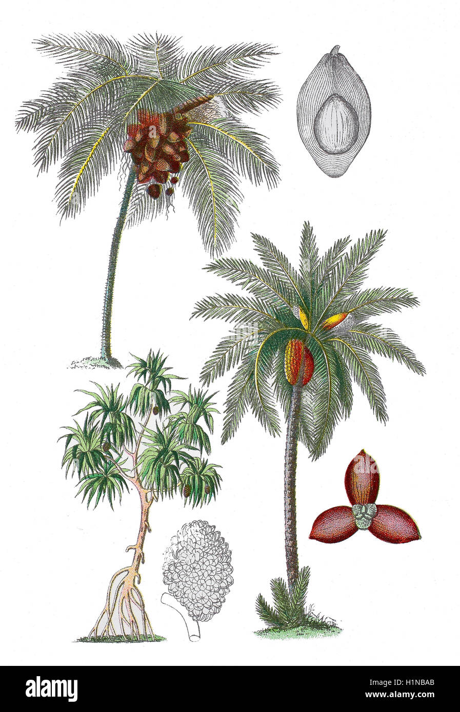 Kokospalme, Cocos Nucifera (oben links), Pandanus, Screwpine, Pandanus Tectorius (linke Fussteil), Datum oder Dattelpalme, Phoenix Dactylifera (Fussteil rechts) Stockfoto