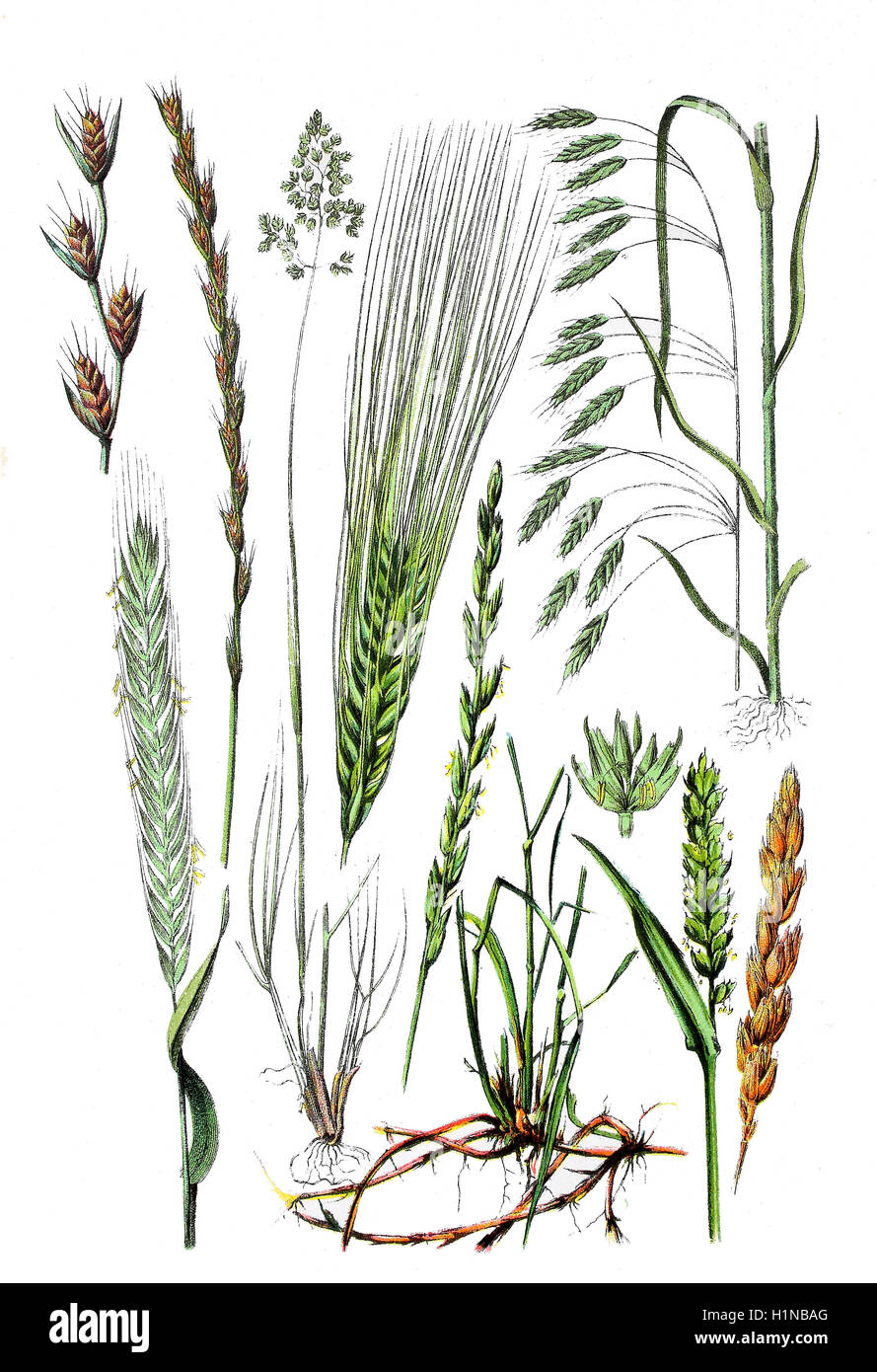 Unkraut, vergiften Unkraut, Unkraut Weidelgras Lolium Temulentum (1. Und 2. links oben), Roggen, Secale Cereale (Fussteil links), Kentucky Bluegrass, glatt Wiese-Rasen, Poa Pratensis (2. von links Fussteil), Gerste, Hordeum Vulgare (Zentrum, 4. von links), Quecken, Elymus Repens (Fussteil, 3. Und 4. von links), Brot, Weizen, Triticum Aestivum (richtige Fussteil), Roggen Brome, Bromus Secalinus (oben rechts) Stockfoto