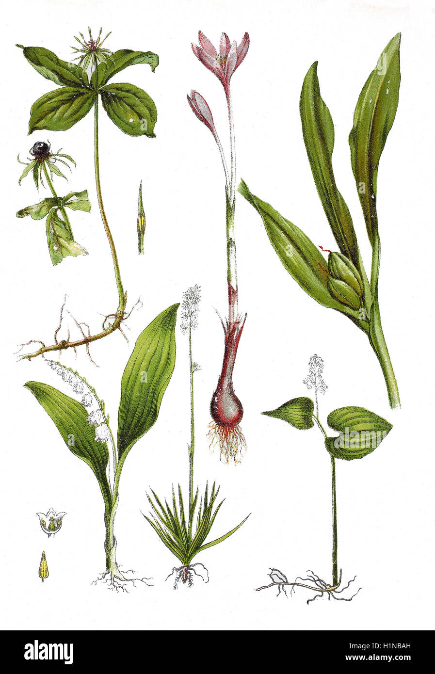 Kraut-Paris, Paris Quadrifolia (links oben), Herbstzeitlose, Wiese Safran, Colchicum Autumnale (oben, Mitte Und rechts), Lily Of The Valley, Convallariaarten Majalis (linke Fussteil), Tofieldia, Tofieldia Calyculata (Fussteil Mitte), falsche Maiglöckchen oder Mai Lilie, Maianthemum Doppelblatt (Fussteil rechts) Stockfoto