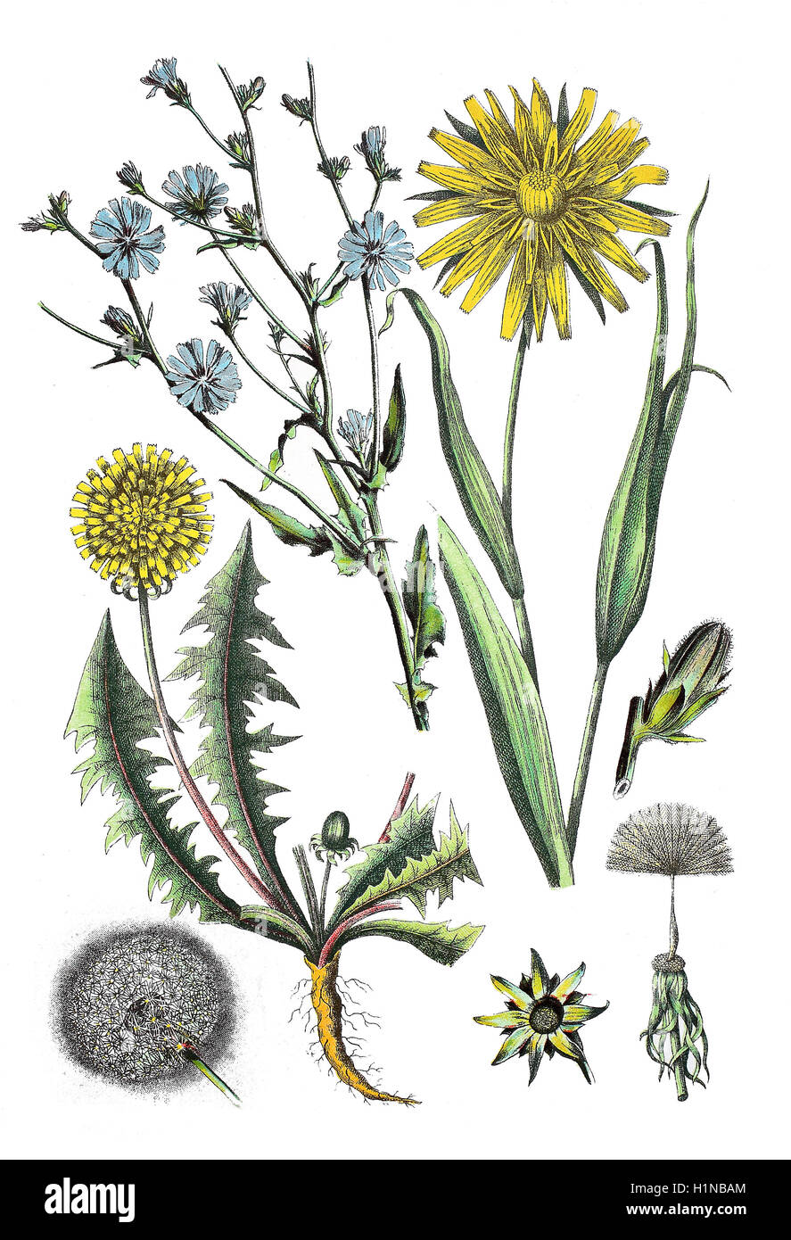 Allgemeine Zichorie, Cichorium Intybus, (oben links), Wiese Schwarzwurzeln, auffällige Goat's-beard, Tragopogon Pratensis (rechts oben), Löwenzahn Taraxacum Sect. Ruderalia (Fussteil) Stockfoto