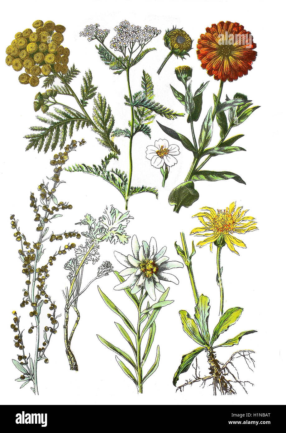 Rainfarn, Tanacetum Vulgare L., SY: Chrysanthemum Vulgare (L.) Bernh. (links oben), Schafgarbe, Achillea Millefolium (oben Mitte), Ringelblume, Calendula Officinalis (oben rechts), Absinth Wermut, Artemisia Absinthium L. (Fussteil links), Edelweiß, Leontopodium Nivale Subspecies Alpinum (Fussteil Mitte), Arnika, Arnica Montana (Fussteil rechts) Stockfoto