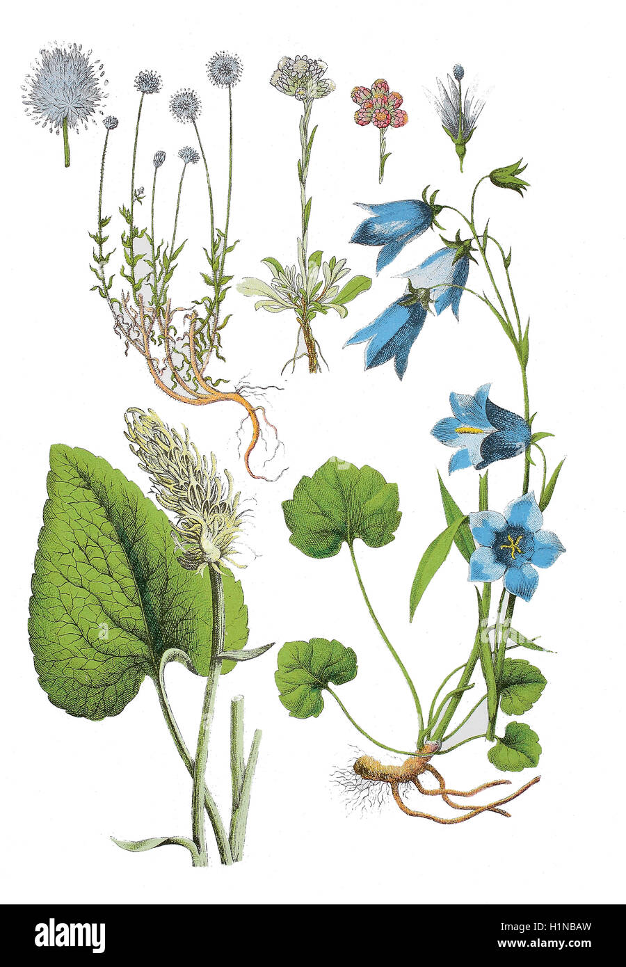 Schafmilch Bit Witwenblume, versetzt Jasione Montana (links oben), Mountain Everlasting, Antennaria Dioica (oben Mitte), Rapunzeln, Phyteuma Spicatum (Fussteil links), Glockenblume, Campanula Rotundifolia (Fussteil rechts) Stockfoto