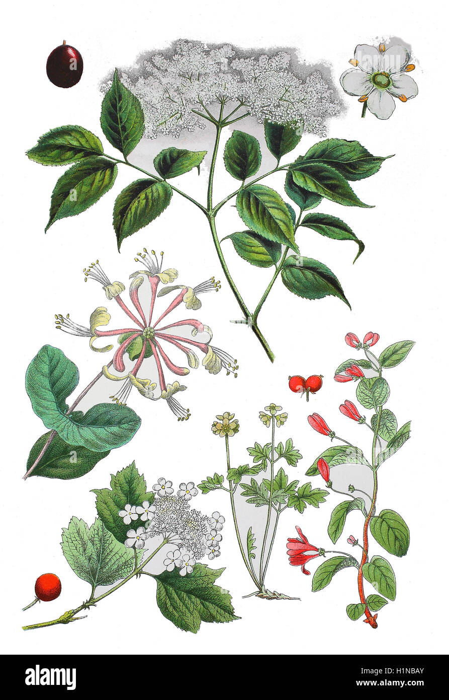 Holunder, Holunder, schwarzer Holunder, Sambucus Nigra (oben), perfoliate Geißblatt, Lonicera Caprifolium (Mitte links), Guelder-Rose, Viburnum Opulus (Fussteil links), Moschuskraut, fünf konfrontiert Bischof, Adoxa Moschatellina (Fussteil Mitte), tatarische Geißblatt, Lonicera Tatarica (Fussteil rechts) Stockfoto