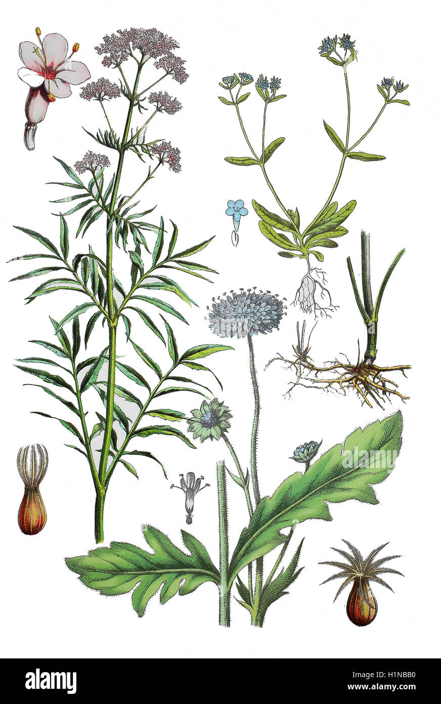 Baldrian, Valeriana Officinalis (links), Wurzel Valeriana (rechts Mitte), Feld Witwenblume Knautia Arvensis (Fussteil Mitte), Feldsalat, Rapunzel, Valerianella Locusta (oben rechts) Stockfoto