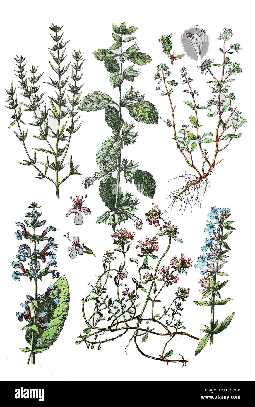 Bohnenkraut, Satureja Hortensis (oben links), Zitronenmelisse, Melissa Officinalis (oben Mitte), Majoran, Origanum Majorana (oben rechts), Wiesen-Salbei, Salvia Pratensis (Fussteil links), wilder Thymian, Thymus Serpyllum (Fussteil Mitte), Ysop, Hyssopus Officinalis (Fussteil rechts), Stockfoto
