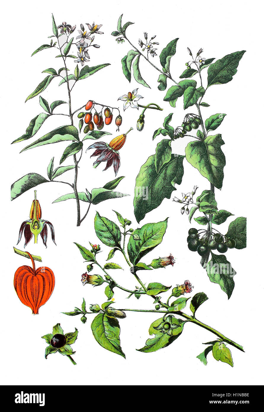Bittersüße Nachtschatten, Solanum Dulcamara (oben links), europäischen schwarzen Nachtschatten, Solanum Nigrum (oben rechts), Blase Kirsche, Lampion, Physalis Alkekengi (Fussteil links), Belladonna oder Tollkirsche, Atropa Belladonna (Fussteil rechts) Stockfoto