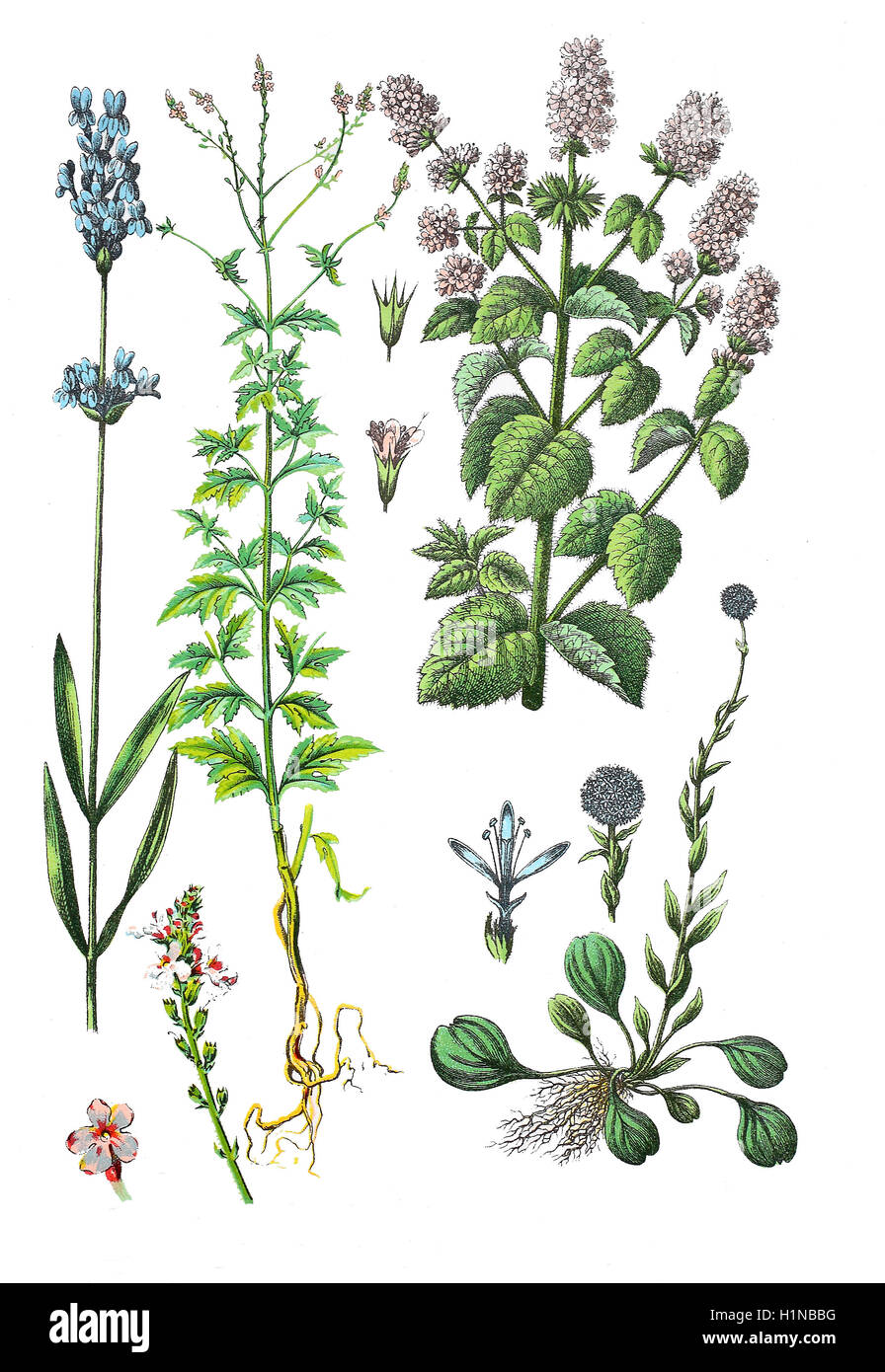 gemeinsamen Lavendel, Lavandula Angustifolia, Sy Lavandula Officinalis, Lavandula Vera (links), gemeinsame Eisenkraut oder gemeinsame Eisenkraut, Verbena Officinalis (2. von links), Wasser-Minze, Mentha Aquatica (oben rechts), Globularia, Globularia Vulgaris (Fussteil rechts) Stockfoto
