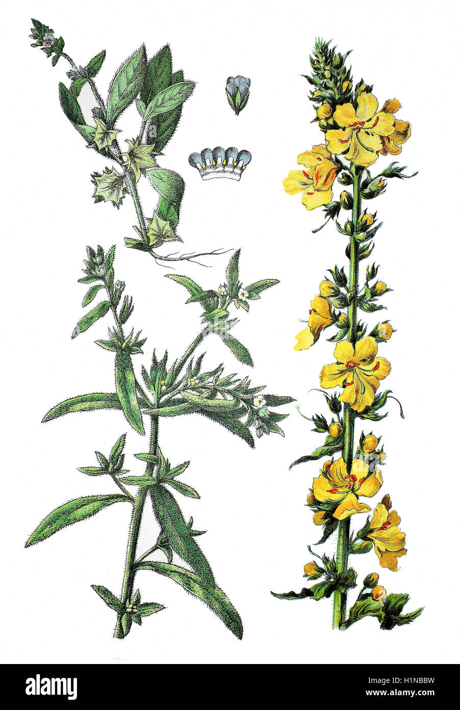 Bereich Gromwell, Buglossoides Arvensis, SY: Lithospermum Arvense (Fussteil links), Scharfkraut, Asperugo Procumbens (oben links), große Königskerze oder gemeinsame Königskerze, Verbascum Thapsus (rechts) Stockfoto