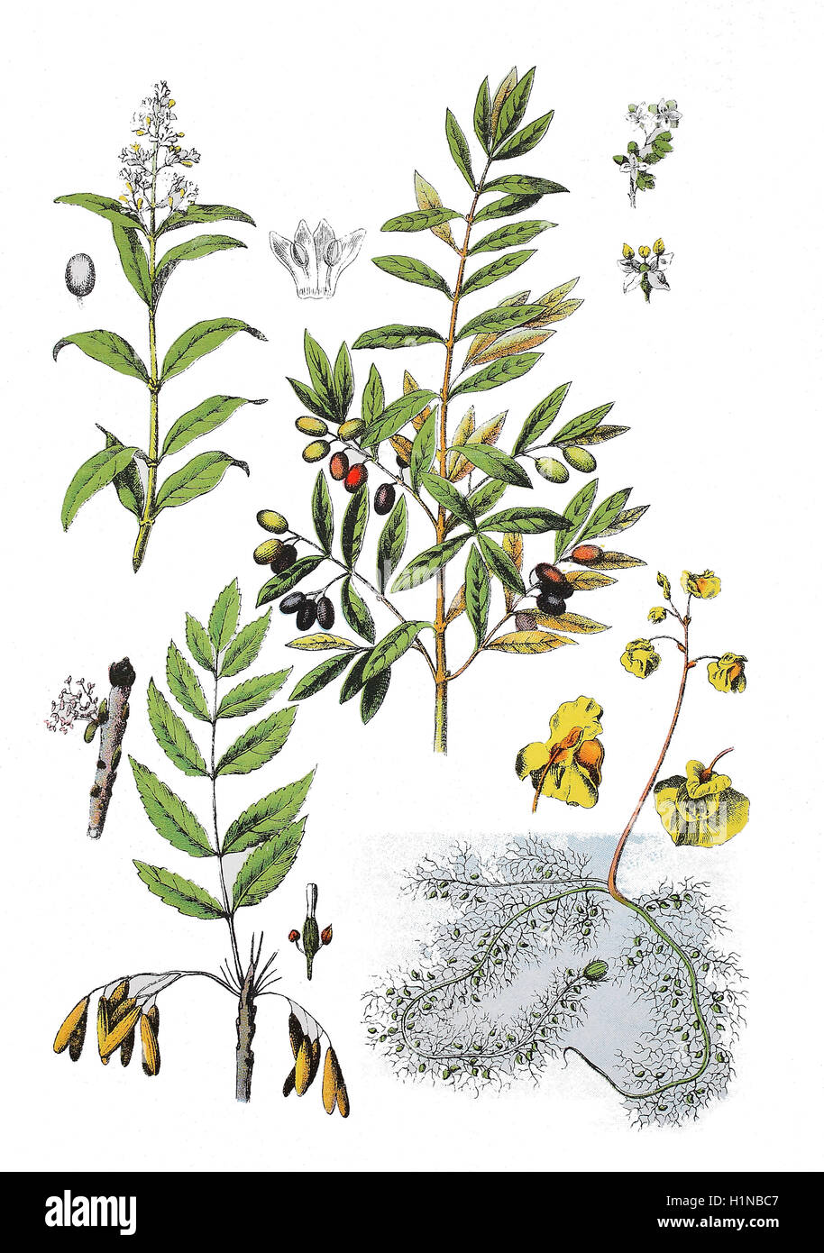 wilde Liguster, Ligustrum Vulgare (oben links), Olive, Olea Europaea (oben rechts), europäischer Esche, Fraxinus Excelsior (Fussteil links), höher stehenden, Utricularia Vulgaris (Fussteil rechts) Stockfoto