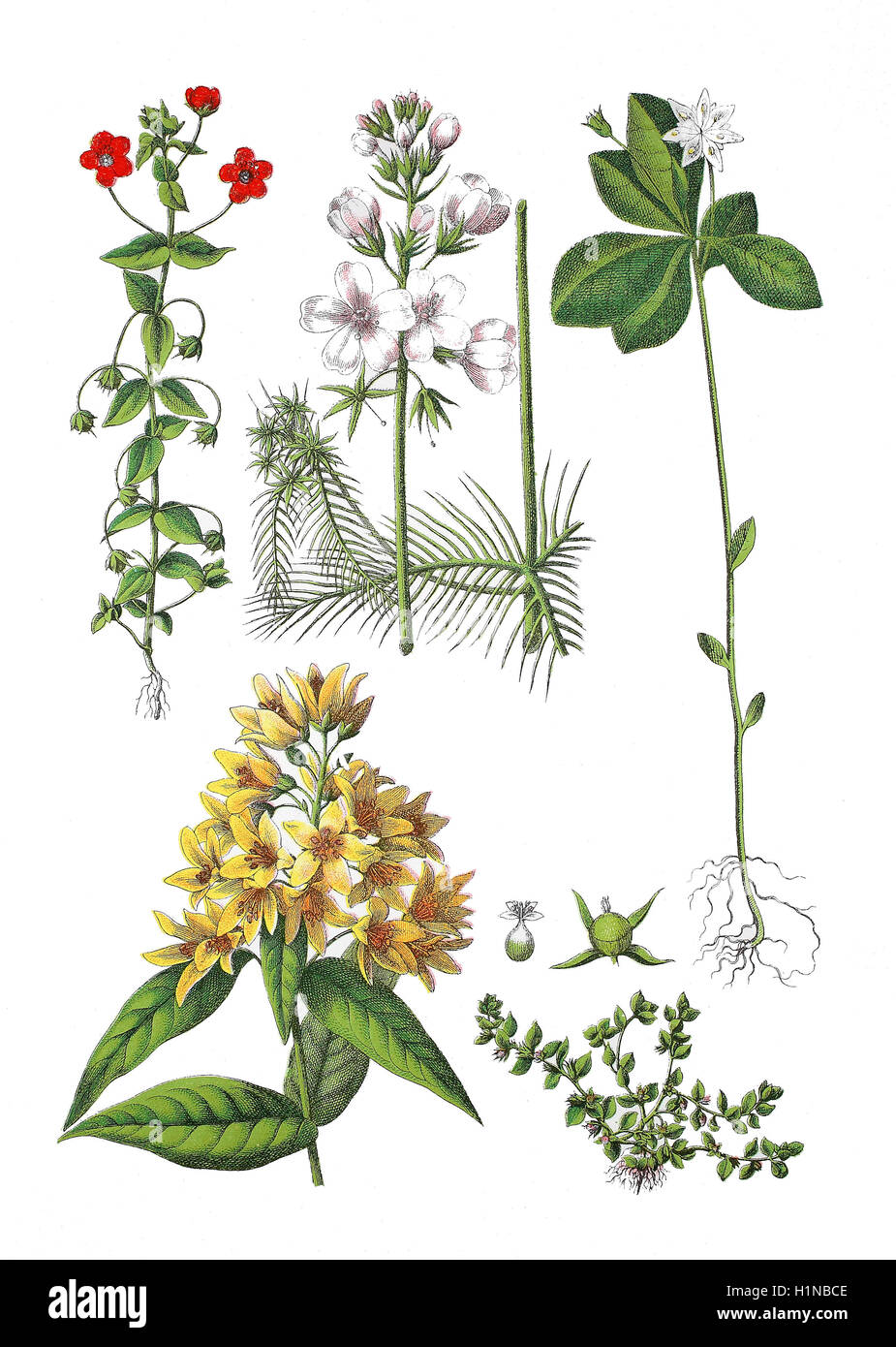 Scarlet Pimpernel, Anagallis Arvensis (oben links), Wasser-violett oder Featherfoil, Hottonia Palustris (oben Mitte), Vogelmiere-Wintergrün, Trientalis Europaea (rechts), Gewoehnlicher Gilbweiderich, Garten Blutweiderich, Gilbweiderich, Lysimachia Vulgaris (Fussteil links), Chaffweed, Anagallis Minima, SY: Centunculus ZIP (Fussteil rechts) Stockfoto