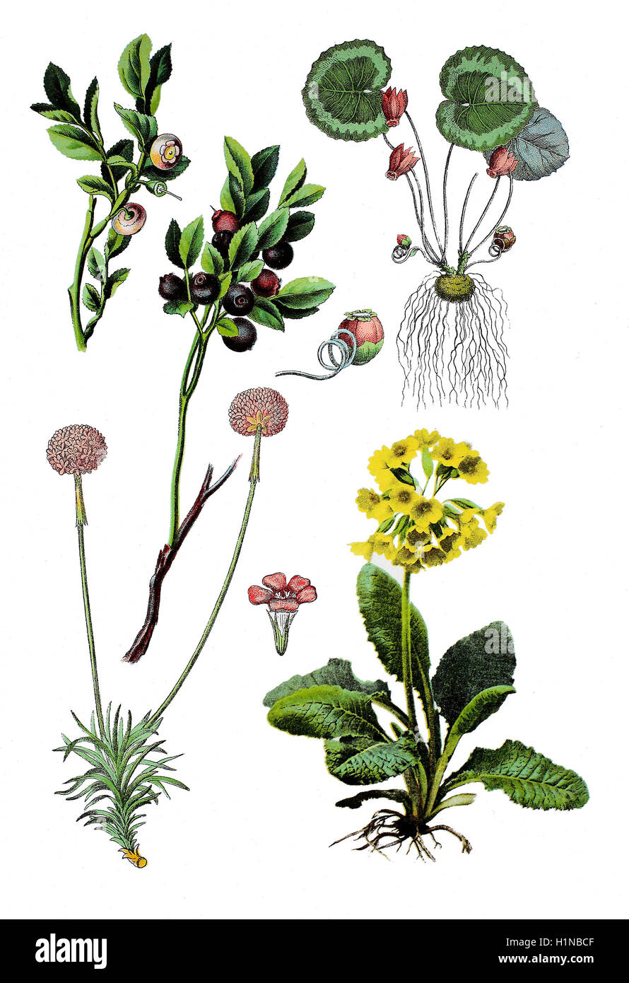 Heidelbeere, Vaccinium Myrtillus (oben links), europäische oder lila Alpenveilchen, Cyclamen Purpurascens, (oben rechts), Lady es Kissen, Armeria (Fussteil links), gemeinsame Schlüsselblume, Primula Veris (Fussteil rechts) Stockfoto