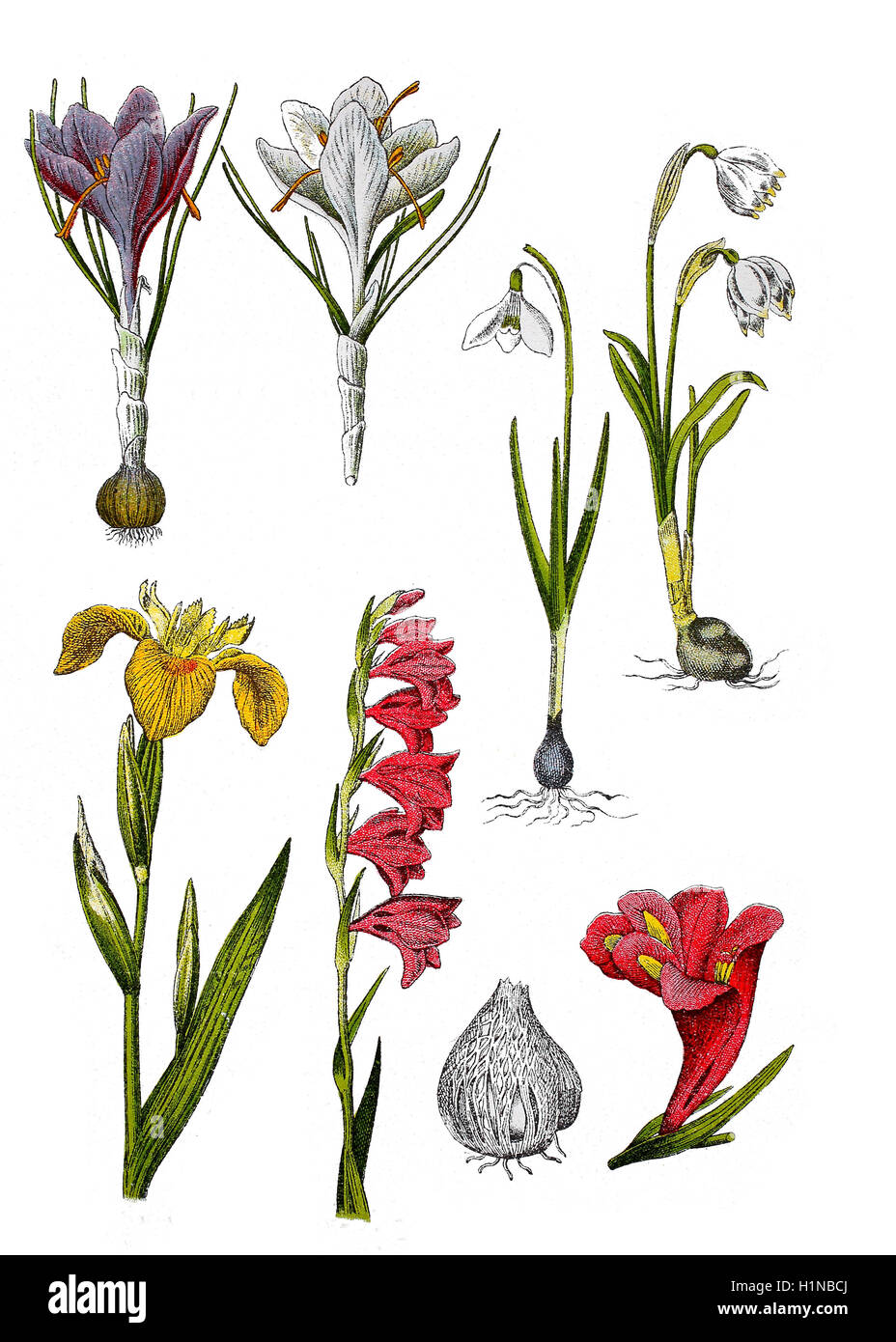 Frühling, Krokus, Crocus Vernus (oben links), gemeinsame Schneeglöckchen, Galanthus Nivalis (top 2. von rechts), Frühling, Schneeflocke, Leucojum Vernum (oben rechts), gelbe Iris, Iris Pseudacorus (Fussteil links), östliche Gladiole Gladiolus Communis (Fussteil Mitte Und rechts) Stockfoto