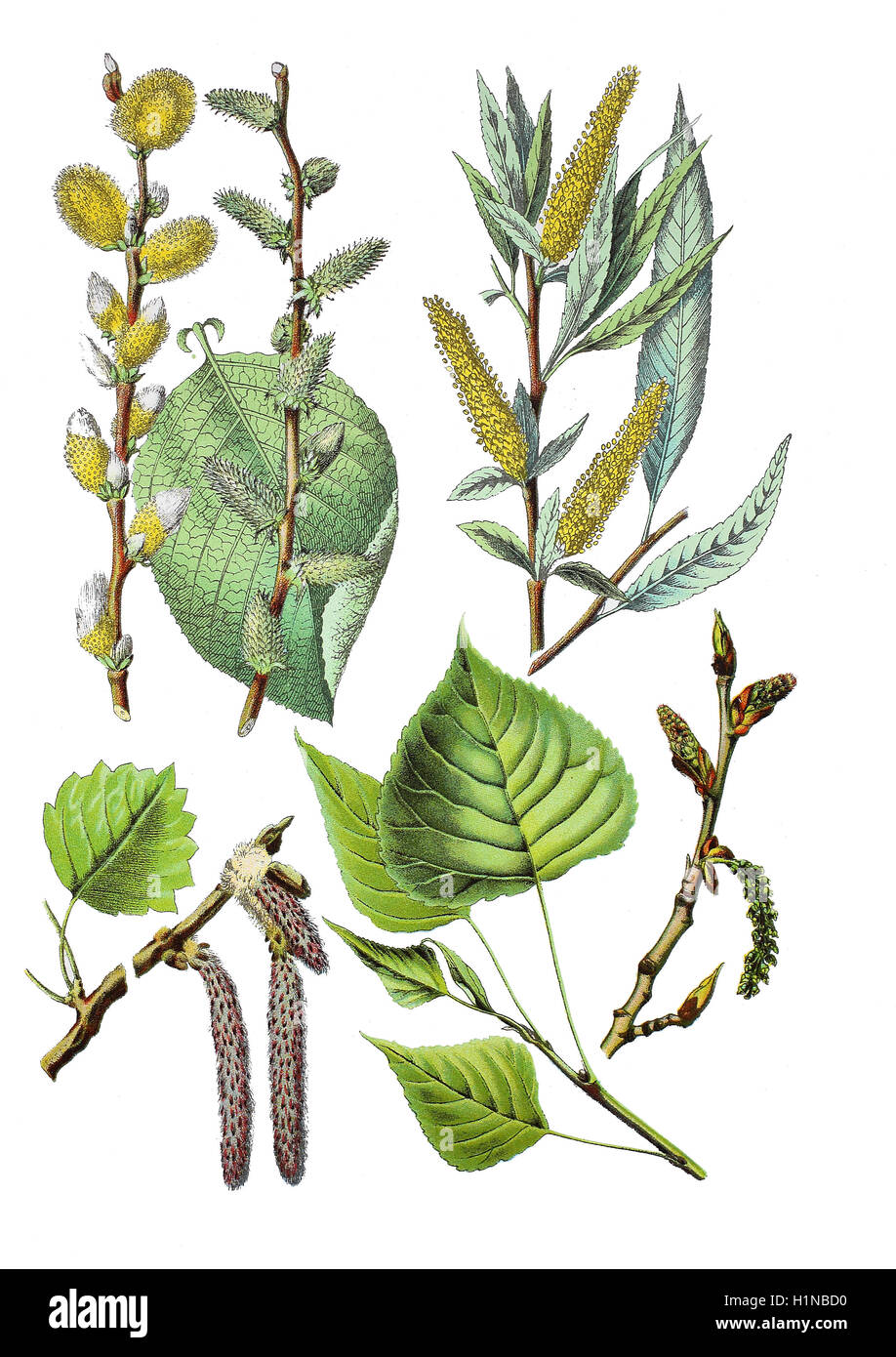 Ziege Weide, Salix Caprea (oben links), knacken, Weide, Salix Fragilis (oben rechts), gemeinsame Aspen, Populus Tremula (Fussteil links), Schwarz-Pappel, Populus Nigra (Fussteil rechts) Stockfoto