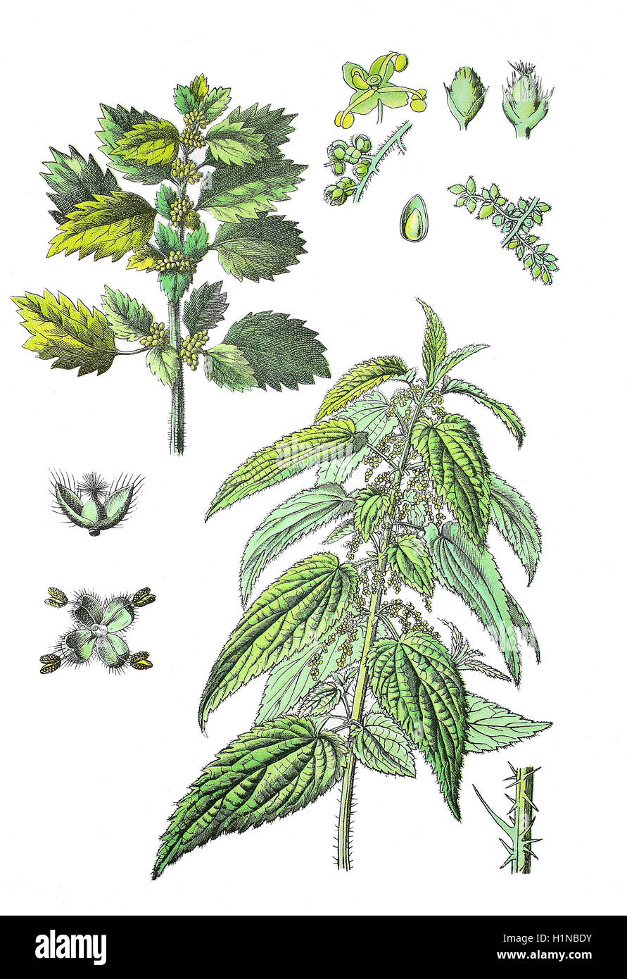 Brennnessel, Urtica Dioica (richtige Fussteil), jährliche Brennnessel, Zwerg Brennessel, Urtica Urens (oben links) Stockfoto