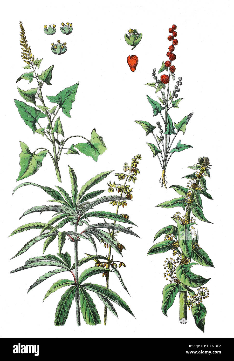 Guter König Heinrich, Blitum Bonus-Henricus L. Rchb., SY: Chenopodium Bonus-Henricus L. (oben links), Strawberry-Blite, Blitum Capitatum, Sy Chenopodium Capitatum (oben rechts), Cannabis, Cannabis Sativa, (Fussteil links), Spinat, Spinacia Oleracea (Fussteil rechts) Stockfoto