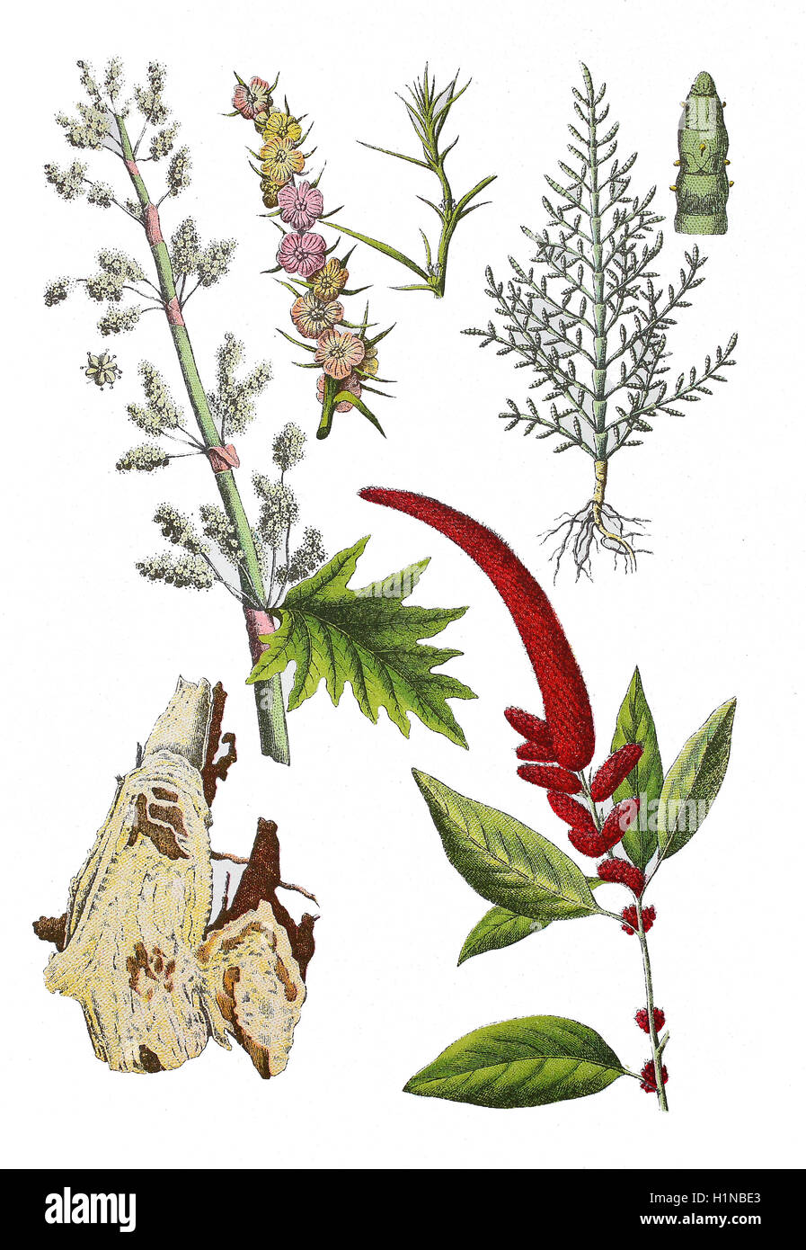 Rhabarber, Rheum Palmatum (links), Salsola Rosacea (oben Mitte), gemeinsame Queller Salicornia Herbacea Lunn. (oben rechts), Amaranthus Caudatus (Fussteil rechts) Stockfoto