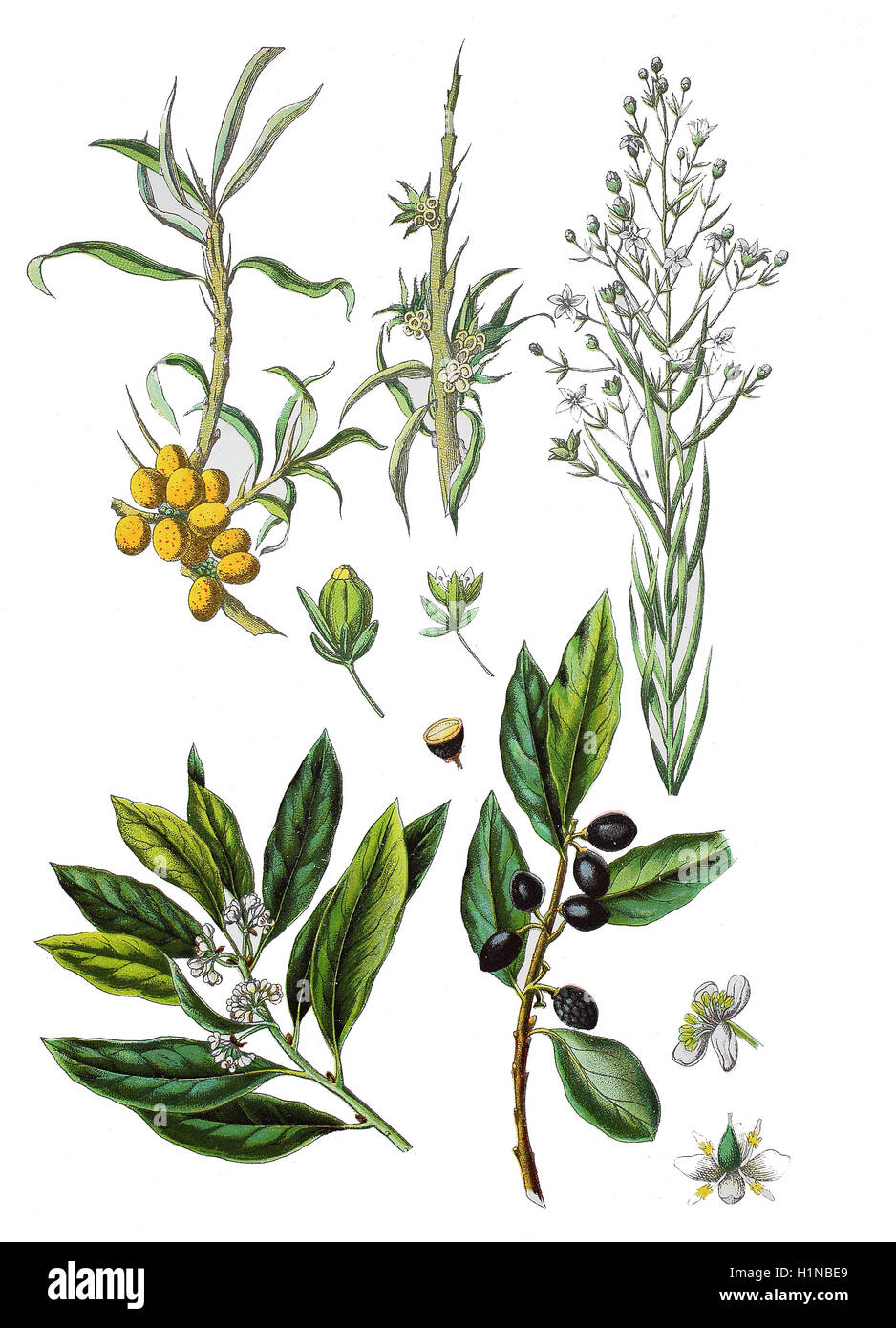 gemeinsamen Sanddorn Hippophae Rhamnoides (oben links Und Mitte), Bucht Lorbeer, Laurus Nobilis (Fussteil links Und rechts), Thesium Alpinum (oben rechts) Stockfoto