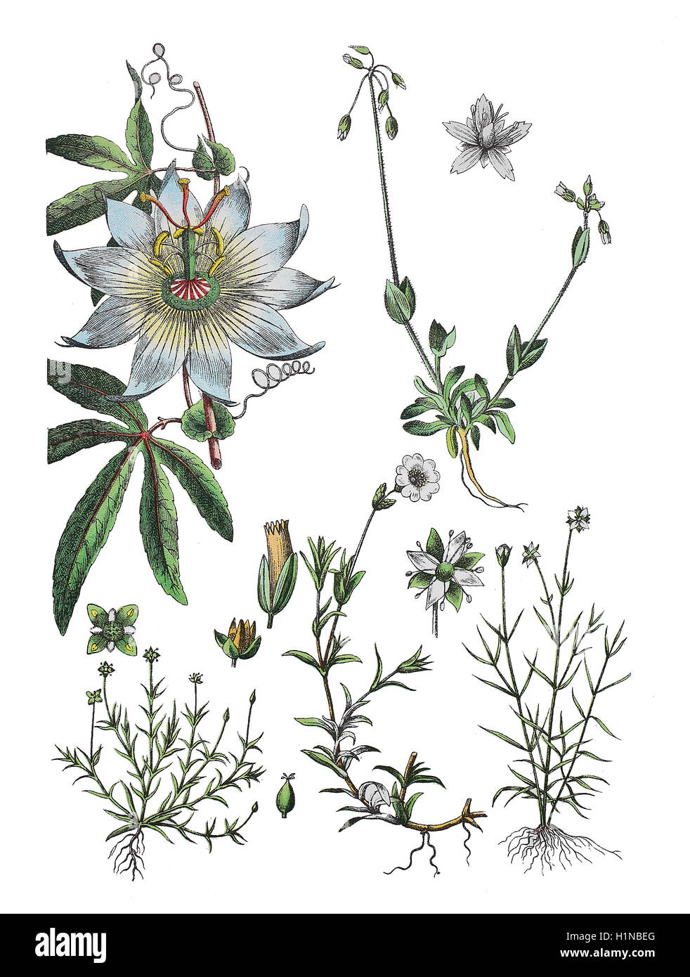 blaue Passionsblume Passiflora Caerulea (oben links), gezackt, Vogelmiere, Holosteum Umbellatum (oben rechts), dickstämmige Mastkraut, Sagina Procumbens (Fussteil links) Feld Hornkraut Cerastium Arvense (Fussteil Mitte), Moehringia Muscosa (Fussteil rechts) Stockfoto