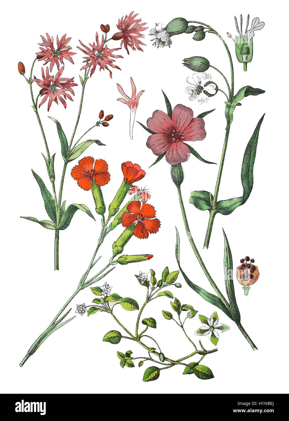 Ragged Robin, Lychnis Flos-Cuculi (links oben), Nelke oder Nelke rosa, Dianthus Caryophyllus (Fussteil links), Vogelmiere, Stellaria Media (Fussteil Mitte), Blase Campion, Silene Vulgaris (oben rechts), gemeinsame Mais-Herzmuschel, Agrostemma umbellatum (Fussteil rechts) Stockfoto