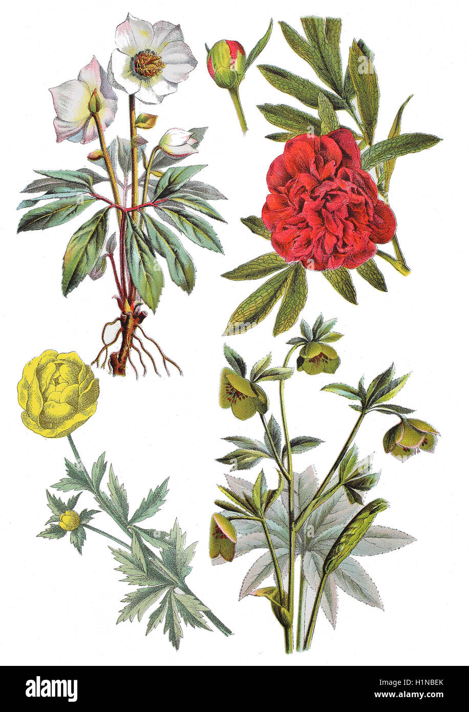 Christrose, Helleborus Niger (oben links), gemeinsame Pfingstrose, Paeonia Officinalis (oben rechts), Globeflower, Trollblume Europaeus (Fussteil links), grüne Nieswurz, Helleborus Viridis (Fussteil rechts) Stockfoto