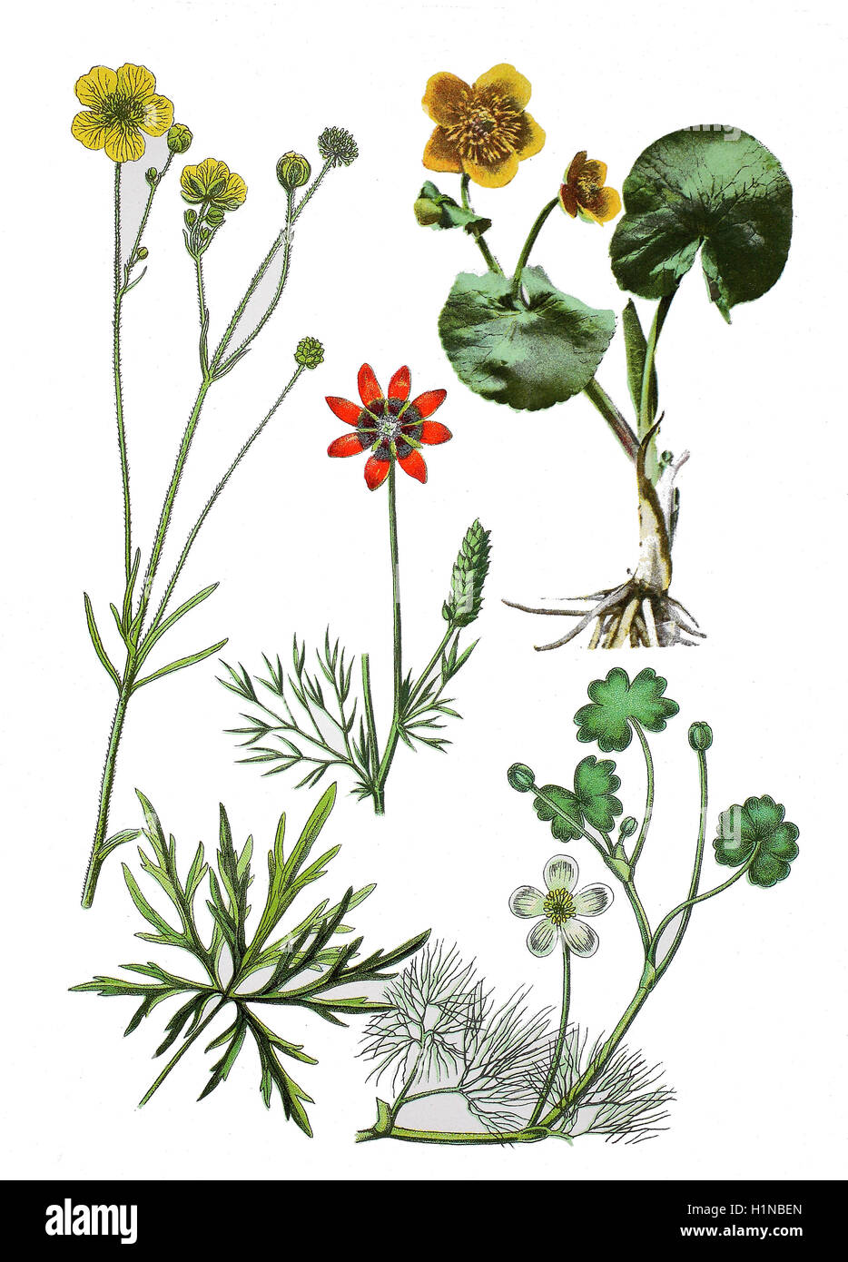 Hahnenfuß Ranunculus Acris Wiese (links), Sommer Fasan-Auge, Adonis Aestivalis (Mitte), Marsh-Marigold, Caltha Palustris (oben rechts), gemeinsame Wasser-Crowfoot, Ranunculus Aquatilis L (Fussteil rechts) Stockfoto