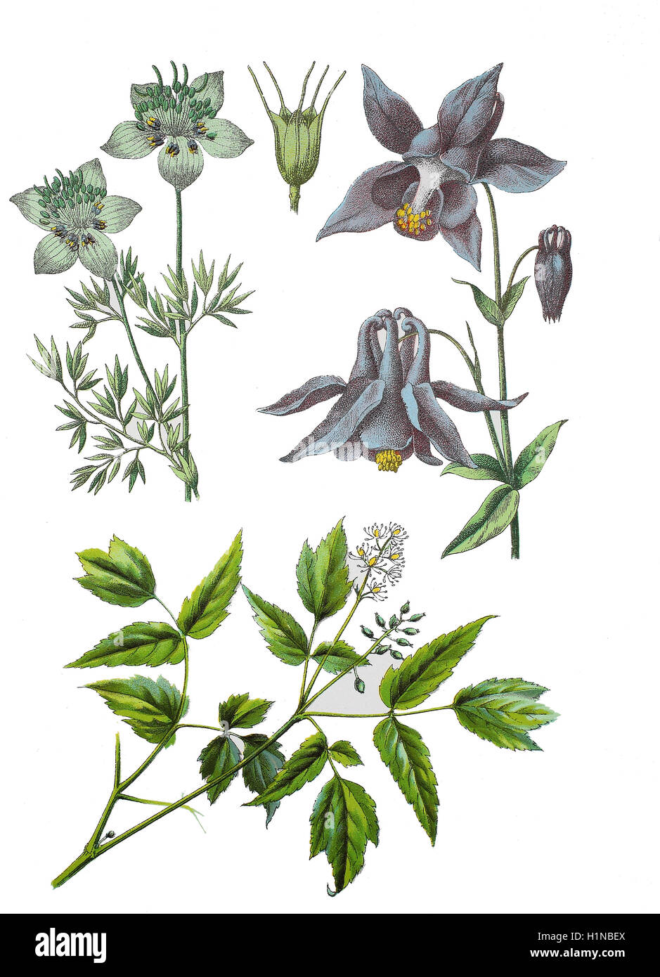 Nigella Arvensis (links oben), Europäische Akelei, Aquilegia Vulgaris (oben rechts), eurasische Baneberry, Nigella, Actaea Spicata (Fussteil) Stockfoto