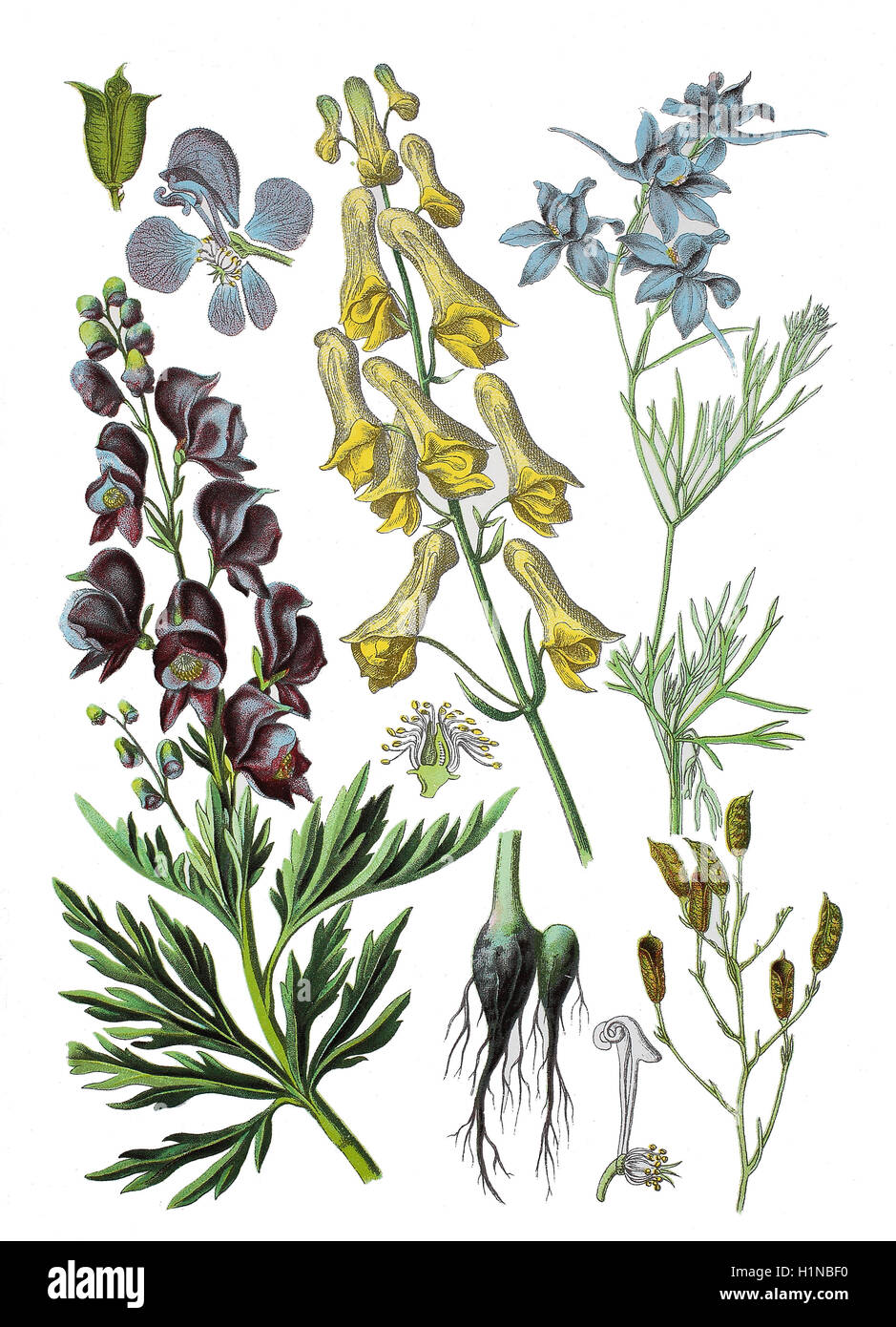 Wolfs-Bane, Aconitum Lycoctonum (Mitte), des Mönchs-Haube, Aconitum Napellus (links), eine Abspaltung Rittersporn, Konsolidierung Regalis s.f. Gray, SY: Delphinium Konsolidierung L (rechts) Stockfoto