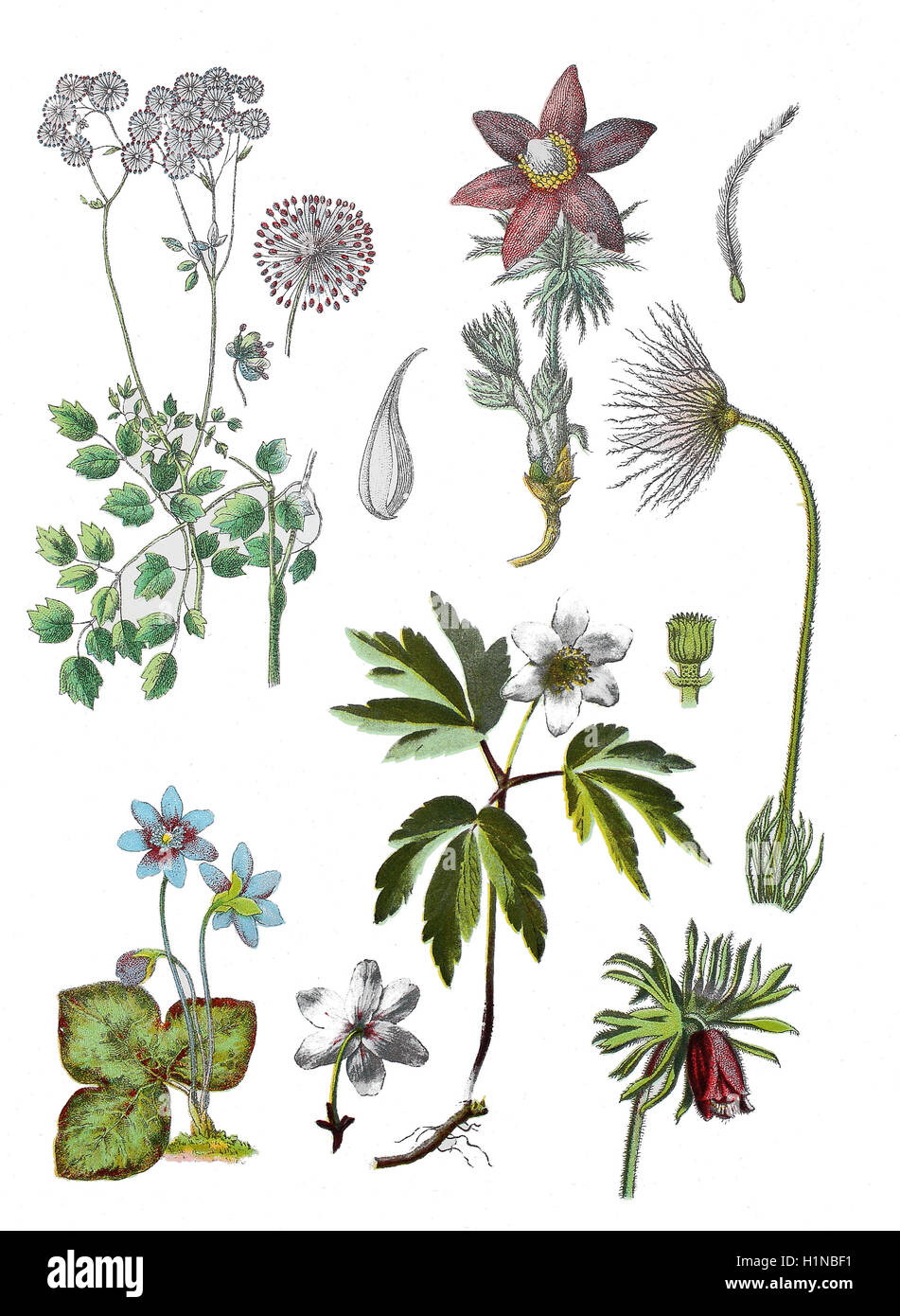 Akelei Wiesenraute Thalictrum Aquilegiifolium (oben links), Kuhschelle, Pulsatilla Pratensis (Fussteil rechts), Leberbluemchen, Anemone Americana, Hepatica Nobilis, SY: Anemone Hepatica (Fussteil links), Buschwindröschen, Anemone Nemorosa (Fussteil Mitte), Gemeinsame Kuhschelle Pulsatilla Vulgaris (oben rechts) Stockfoto