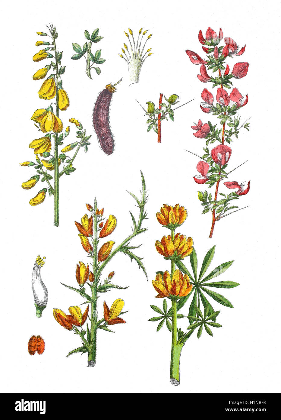 gemeinsame Besen, Cytisus Scoparius (oben links), stacheligen Restharrow, Ononis Spinosa (oben rechts), gemeinsame Gorse, Ulex Europaeus (Fussteil links), jährliche gelb-Lupine, Lupinus Luteus (Fussteil rechts), Stockfoto