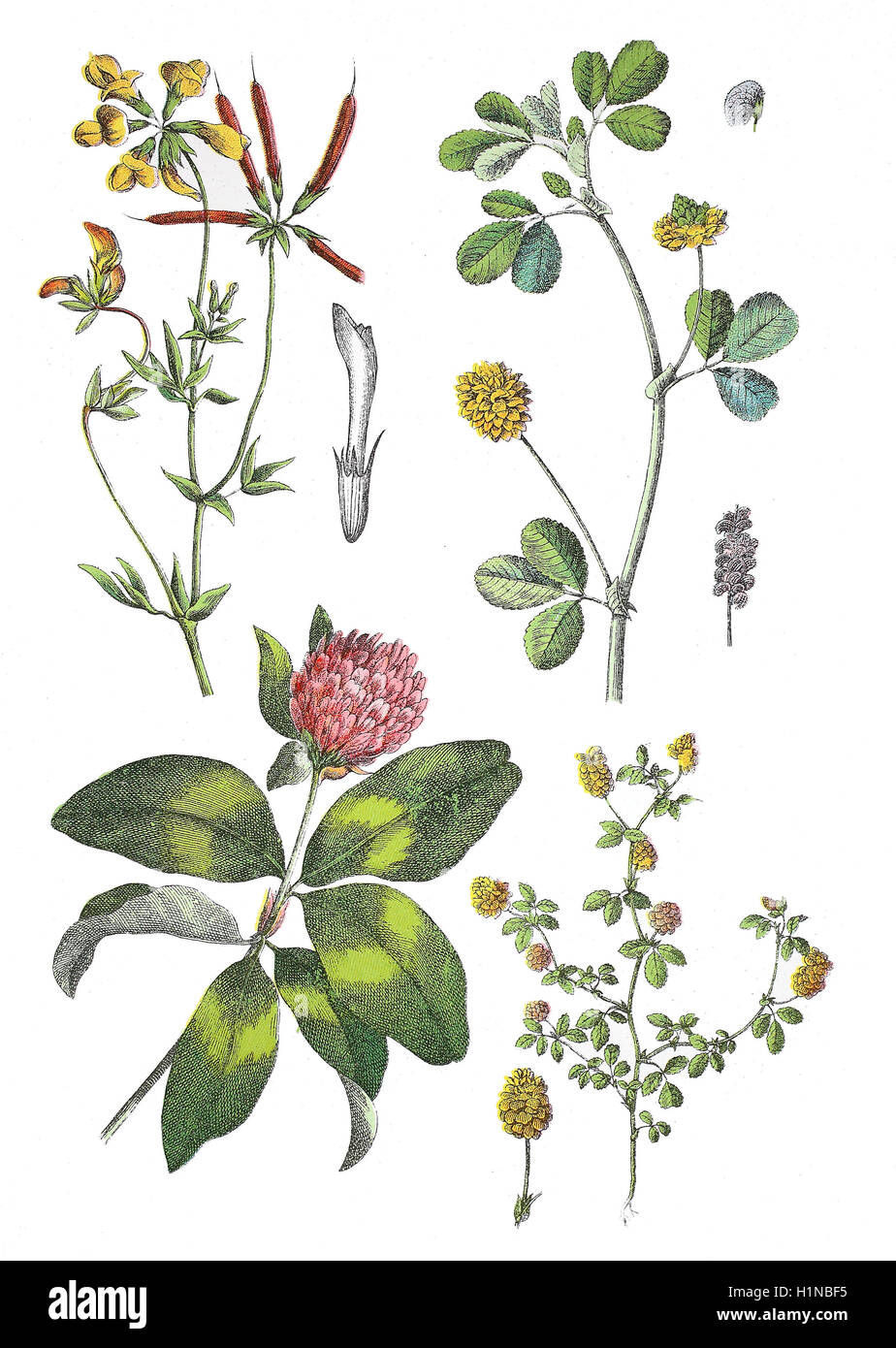 gemeinsamen Vogel's – Foot Trefoil, Lotus Corniculatus (oben links), Black Medick, Medicago Lupulina (oben rechts), Rotklee, Trifolium Pratense (Fussteil links), Feld-Klee, Trifolium Campestre (Fussteil rechts) Stockfoto