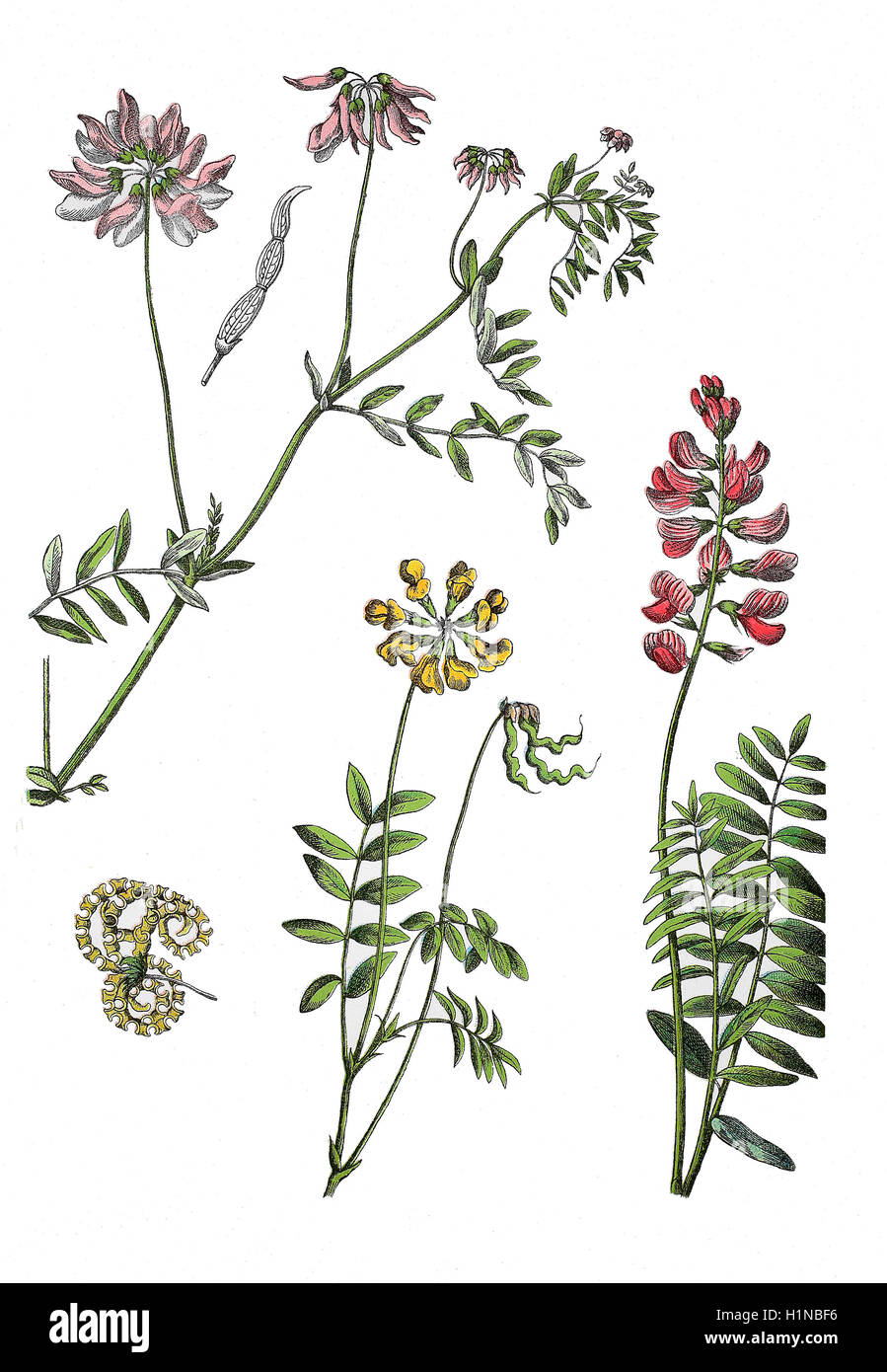"Crownvetch, Securigera Varia (L.) Lassen; SY: Coronilla Varia L. (links oben), Hufeisen, Wicke, Hippocrepis Comosa, Center), gemeinsame Esparsette, Onobrychis Viciifolia (rechts) " Stockfoto