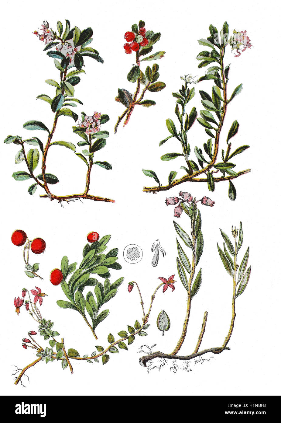 Preiselbeeren, Beerentorte, Vaccinium Vitis-Idaea (oben links), Kinnikinnick, Pinemat, Bärentraube, Manzanita, Arctostaphylos Uva-Ursi (oben rechts Und Mitte), kleine Moosbeere, Vaccinium Oxycoccos (Fussteil links), Moor-Rosmarin, Andromeda Polifolia (Fussteil rechts) Stockfoto