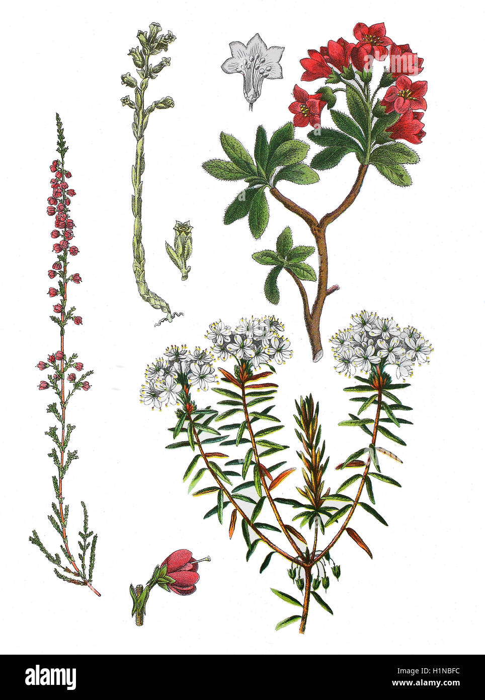 gemeinsamen Heather, Calluna Vulgaris (Fussteil links), des Holländers Rohr, falsche Beech-drops, Häutungen, Monotropa Hypopitys (oben links), behaarte Alpenrose, Rhododendron Hirsutum (oben rechts), Marsh Sumpfporst, nördlichen Sumpfporst, Rhododendron Hornkraut (Fussteil rechts) Stockfoto
