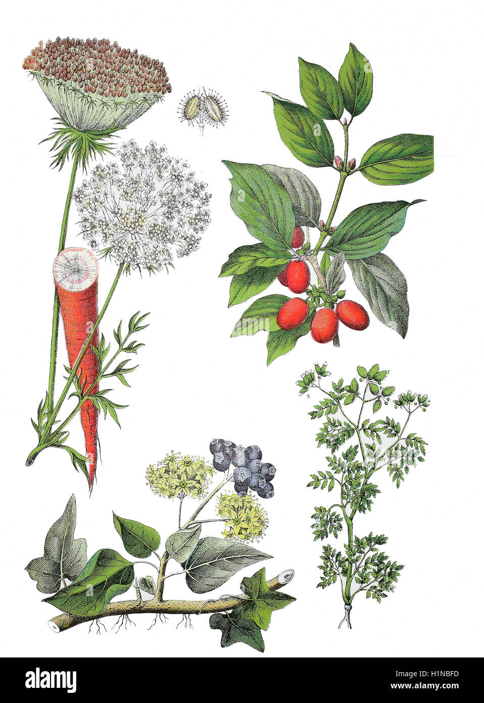 Wilde Möhre, Vogelnest, des Bischofs Spitze, Daucus Carota Subspecies Sativus (oben links), Cornelian Cherry, Europäische Kornelkirsche, Cornus Mas (oben rechts), gemeinsame Efeu, Hedera Helix (Fussteil links), Karotte Bur Petersilie, Caucalis Platycarpos O. Caucalis Daucoides L. nicht L (Fussteil rechts) Stockfoto