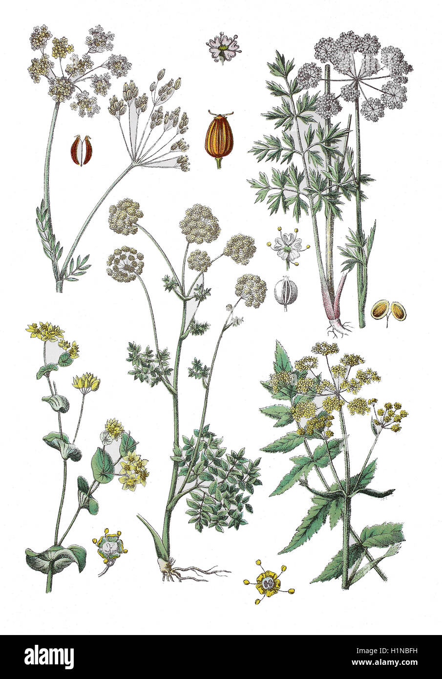 Kümmel, Carum Carvi (oben links), Cambridge Milch Petersilie, Engelwurze Carvifolia (oben rechts), Hares-Ohr, Bupleurum Rotundifolium (Fussteil links), Garten Angelica, wilder Sellerie, Angelica Archangelica (Fussteil Mitte), Pastinak Auch sterben Pastinake, Pastinaca Sativa (Fussteil rechts), Stockfoto
