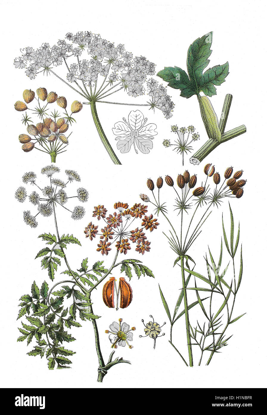 Bärenklau, gemeinsame Bärenklau, Heracleum Sphondylium (oben links), Hog Fenchel, Peucedanum Officinale (oben rechts Und Fussteil), Hemlock oder Poison Schierling, Conium Maculatum (Fussteil rechts) Stockfoto