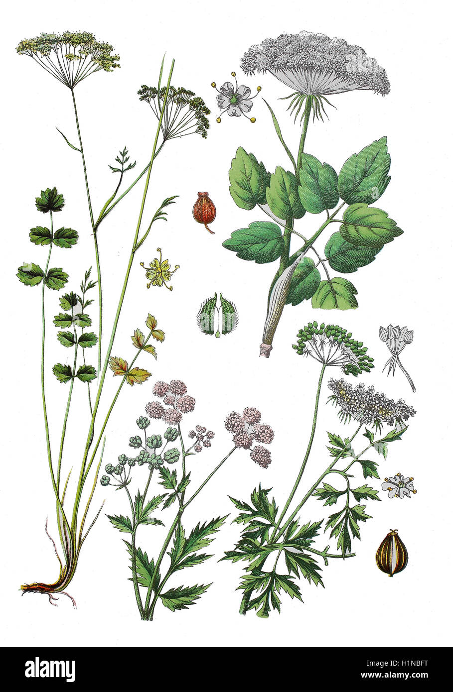 Burnet-Steinbrech, Pimpinella Saxifraga (links), Hedge-Petersilie, Torilis (Fussteil Mitte), breitblättrigen Sermountain, Laserpitium Latifolium (oben rechts), Hundspetersilie, Dummkopfs Cicely, Aethusa Cynapium (Fussteil rechts) Stockfoto