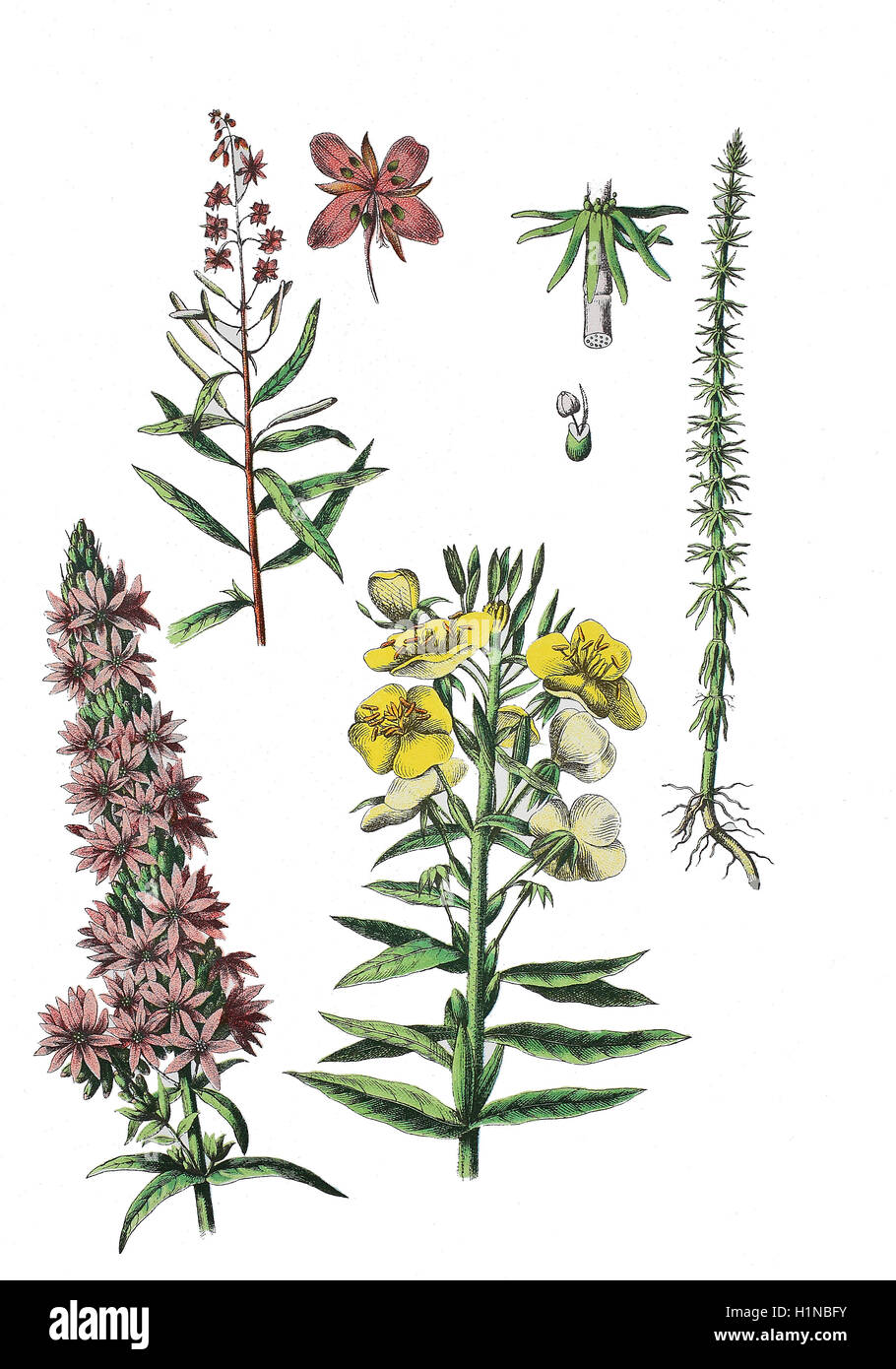 Weidenröschen, Epilobium Angustifolium (oben links), Blutweiderich, Lythrum Salicaria (Fussteil links), gemeinsame Nachtkerze, Oenothera Biennis (Fussteil rechts), Mare's-tail, Hippuris vulgaris Stockfoto