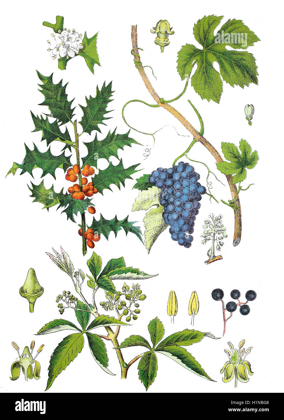 gemeinsamen Stechpalme, Holly Oder Ilex, Ilex Aquifolium (oben links), gemeinsame Weinrebe, Vitis Vinifera (oben rechts), Dickicht Schlingpflanze, falsche wildem, Woodbine, Parthenocissus Vitacea (Fussteil) Stockfoto