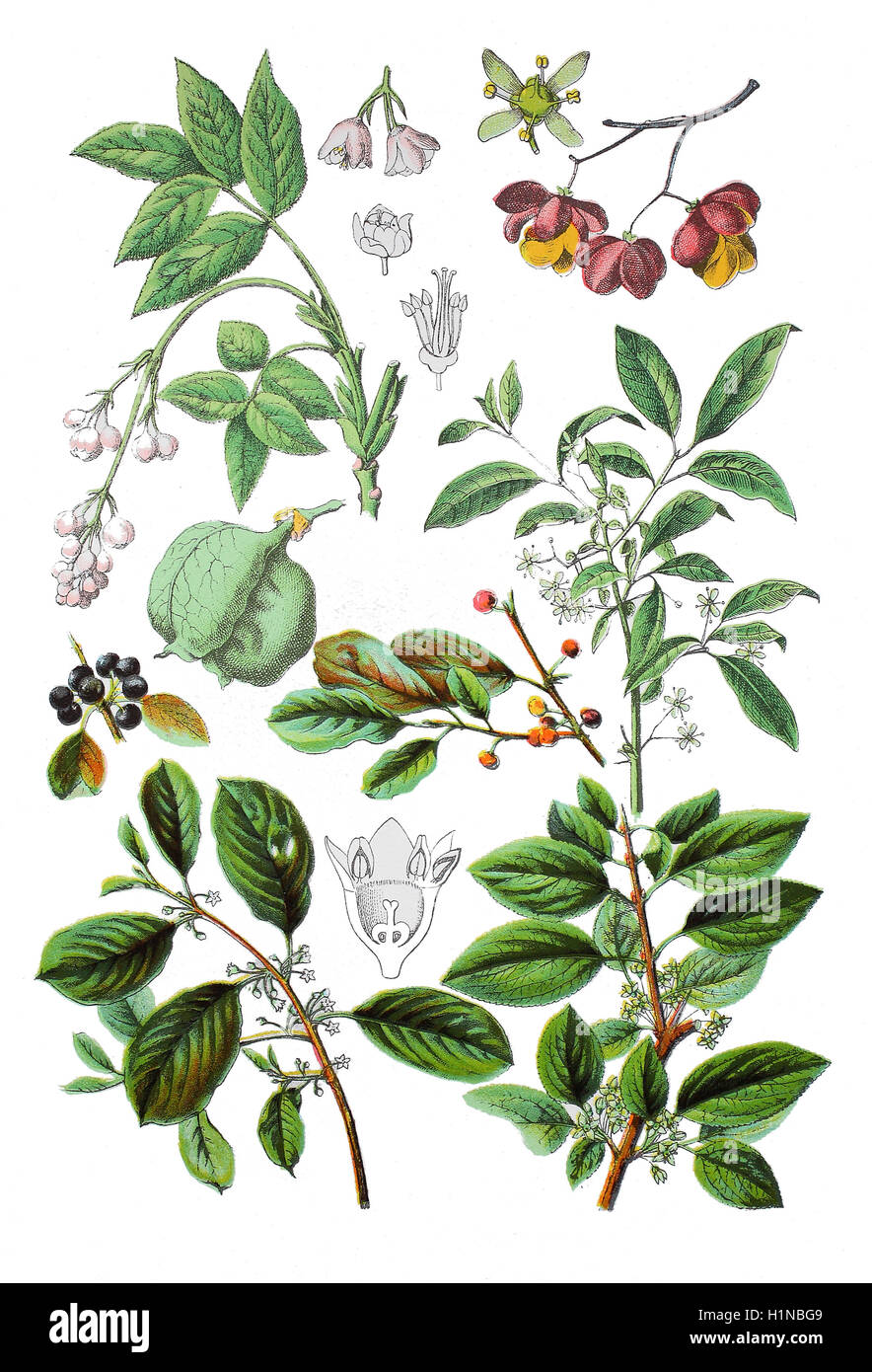 Staphylaea Pinnata (oben links), gemeinsame Spindel, Euonymus Europaeus (oben rechts Und Mitte), Europäische Bladdernut, Faulbaum, Frangula Alnus (Fussteil links), gemeinsame Kreuzdorn, Rhamnus Cathartica (Fussteil rechts) Stockfoto
