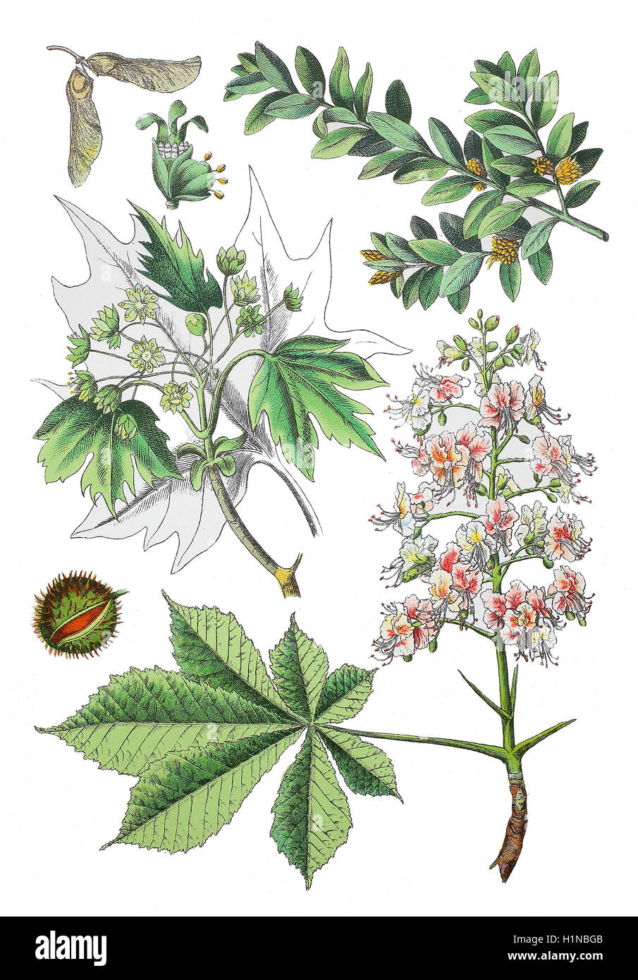 gemeinsame Box, Buxus Sempervirens (oben rechts), Spitzahorn, Acer Platanoides (Mitte links), Rosskastanie, Aesculus Hippocastanum (Fussteil rechts) Stockfoto