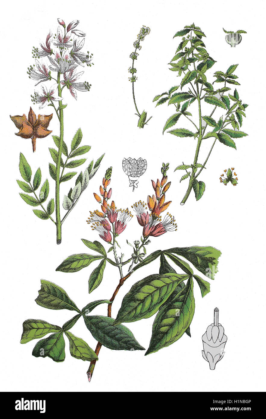Dornbusch, Dictamnus Albus (links oben), Wolfsmilch, Mercurialis Annua (oben rechts), Amargo, Bitter-Asche, Bitter-Holz, Quassia Amara (Fussteil) Stockfoto