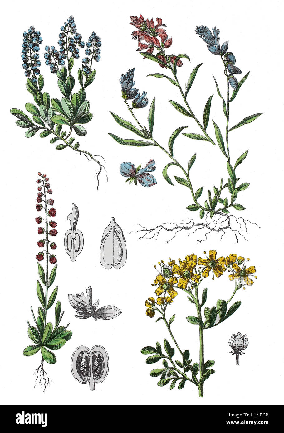 Bittere Kreuzblume, Polygala Amara (links oben Und Fussteil), gemeinsame Kreuzblume Polygala Vulgaris (oben rechts), gemeinsame Rue, Ruta Graveolens (Fussteil rechts) Stockfoto