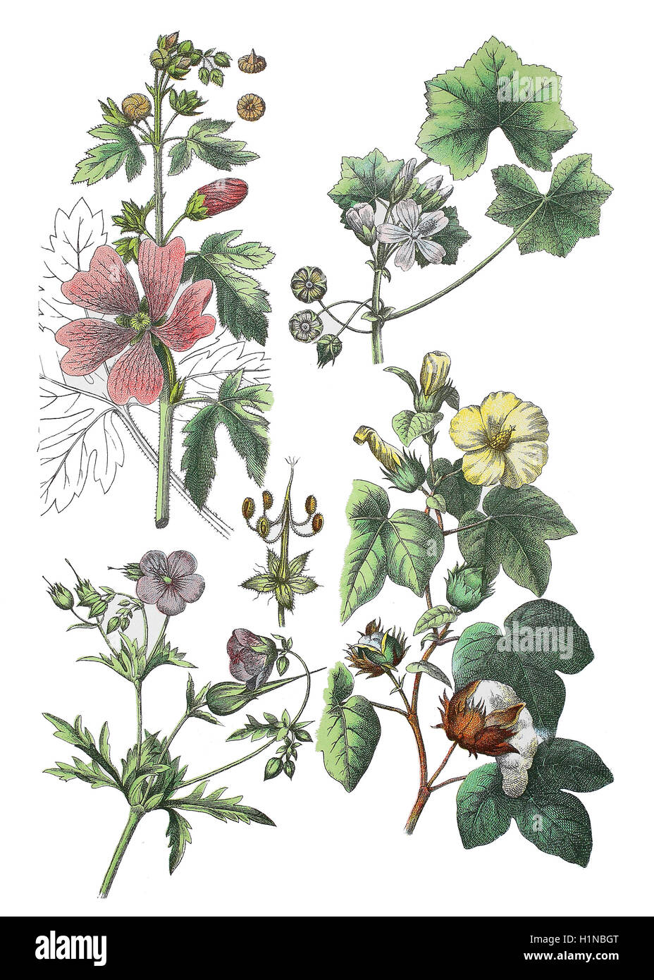 größere Moschusmalve, Schnitt-leaved Malve, Eisenkraut Malve oder Stockrose Malve, Malva Alcea (oben links), Malve, Malva Neglecta (oben rechts), Wiese des Krans-Rechnung, Geranium Pratense (Fussteil links), Levante Baumwolle, Gossypium Herbaceum (Fussteil rechts) Stockfoto