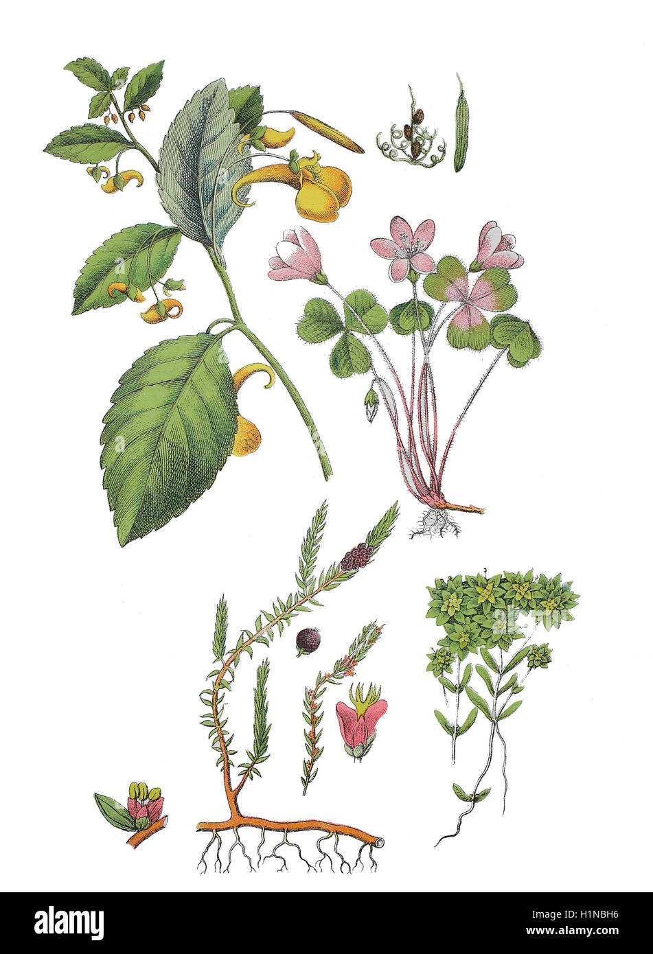 Röhricht-Springkraut, Impatiens Noli-Tangere (oben links), Holz, Sauerampfer, Oxalis Acetosella (oben rechts), Schwarze Krähenbeere, Empetrum Nigrum (Fussteil links), stumpf-fruited Wasser Hahnenfußgewächse, Callitriche Palustris (Fussteil rechts), Stockfoto
