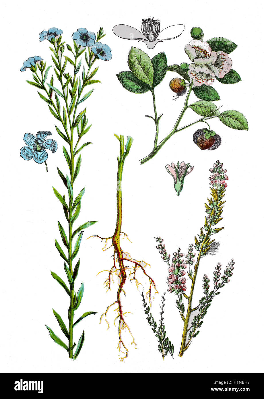 gemeinsame Flachs oder Leinsamen, Linum Usitatissimum (1. Und 2. von links), Myricaria Germanica (Fussteil rechts), Tee, Camellia Sinensis (oben rechts) Stockfoto