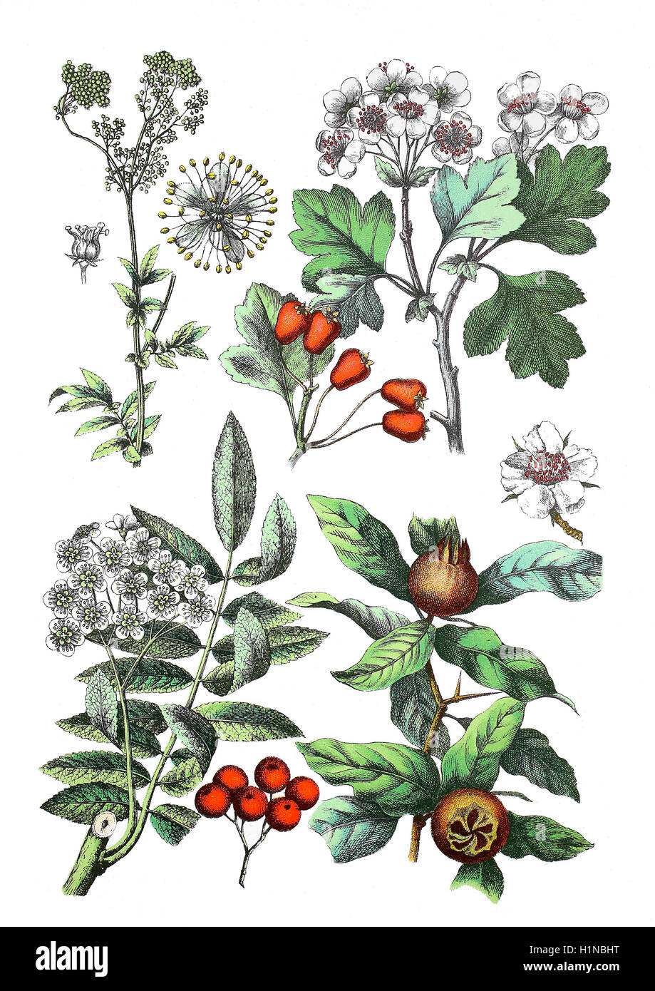 Mädesüß, Filipendula Ulmaria (oben links), Midland Weißdorn, Crataegus Laevigata (oben rechts), Rowan, Eberesche, Sorbus Aucuparia (Fussteil links), gemeinsame Mispel, canescens Germanica (Fussteil rechts) Stockfoto